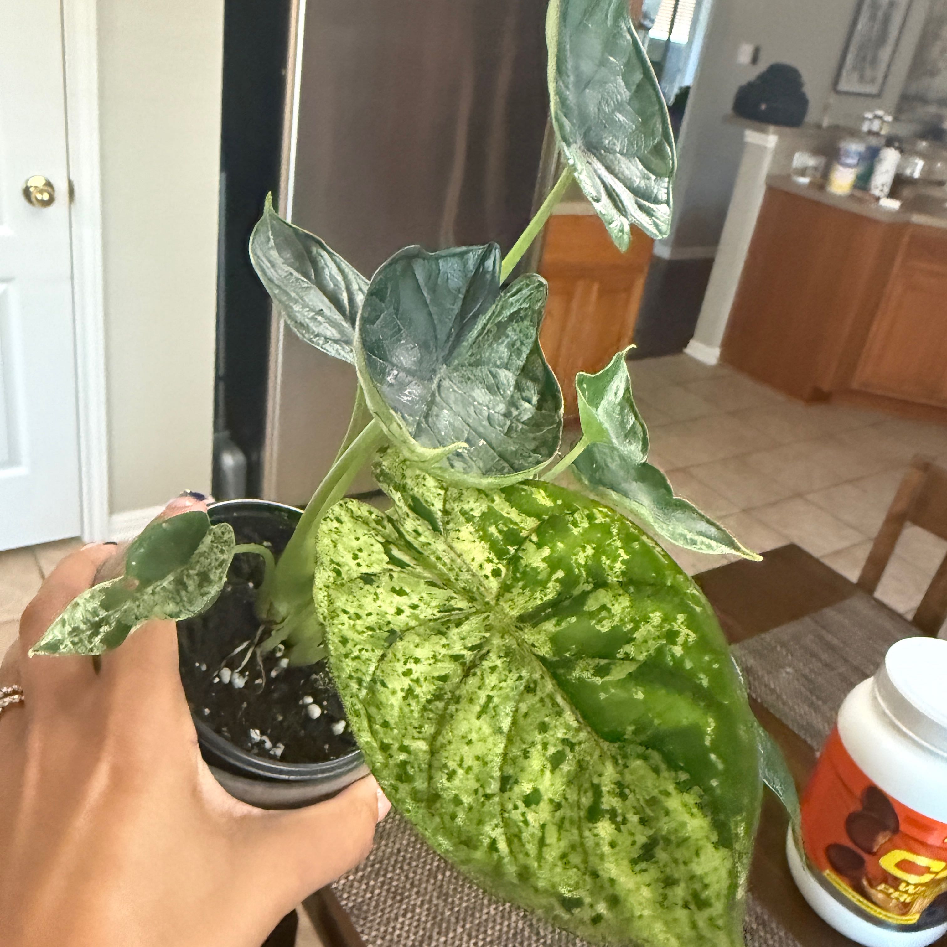 Photo of the plant species Alocasia Dragon Scale Mint by @Plant_Mami named Drake on Greg, the plant care app