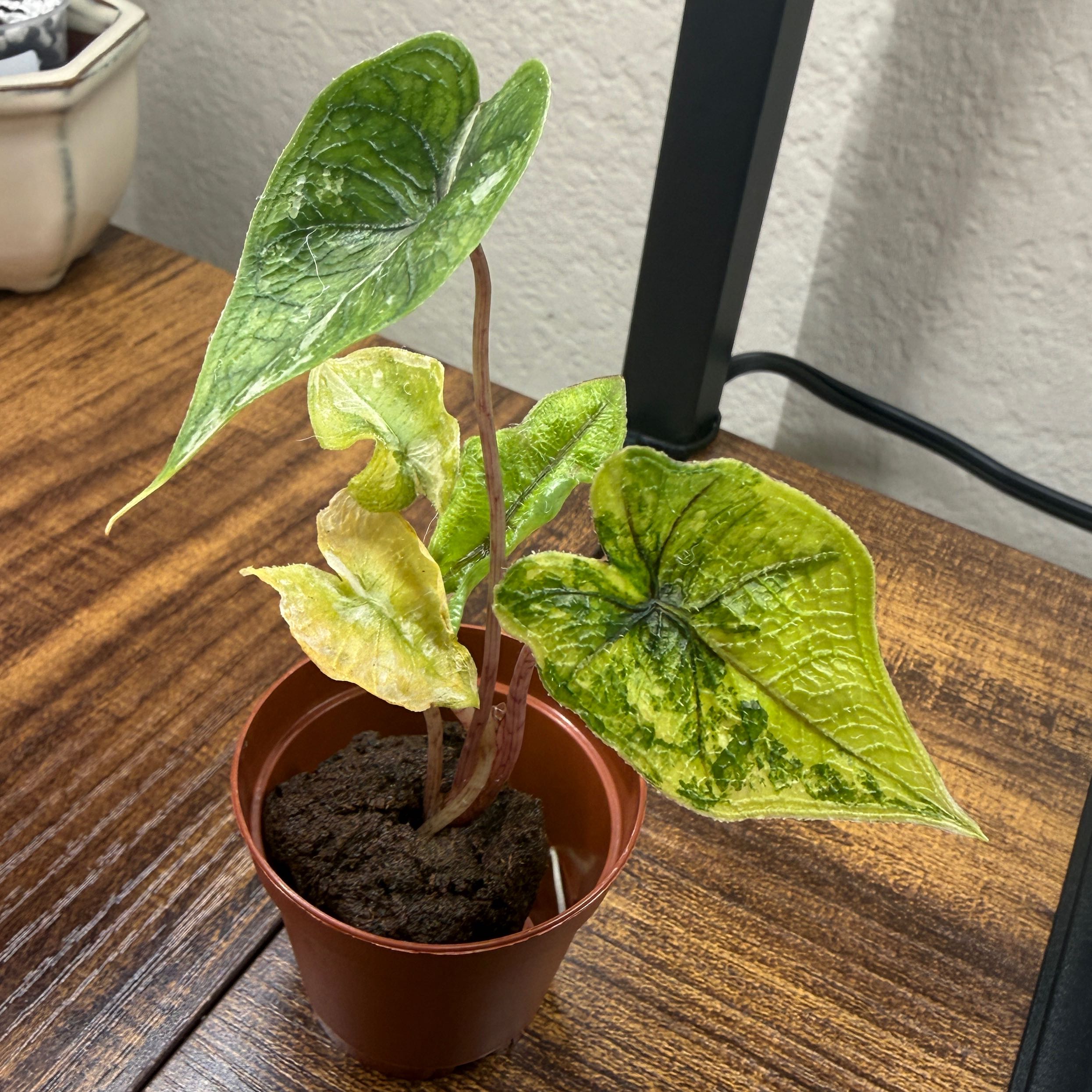 Photo of the plant species Alocasia Jacklyn Mystic by @Plant_Mami named Jacklyn on Greg, the plant care app