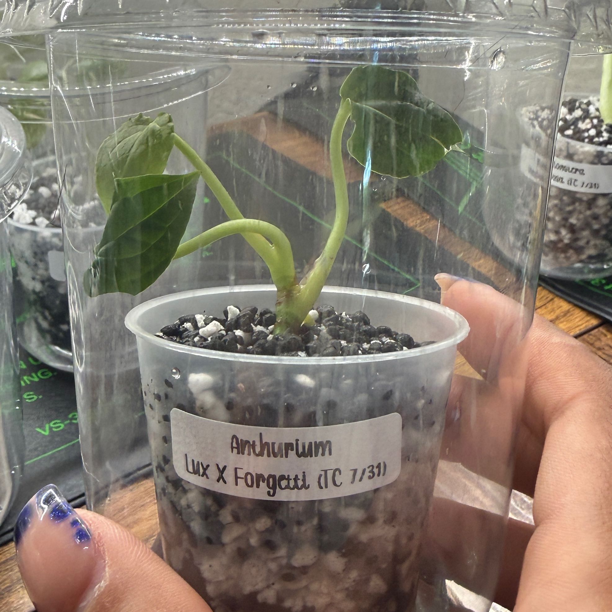 Photo of the plant species Anthurium Luxurians X Forgetti by @Plant_Mami named Elina on Greg, the plant care app
