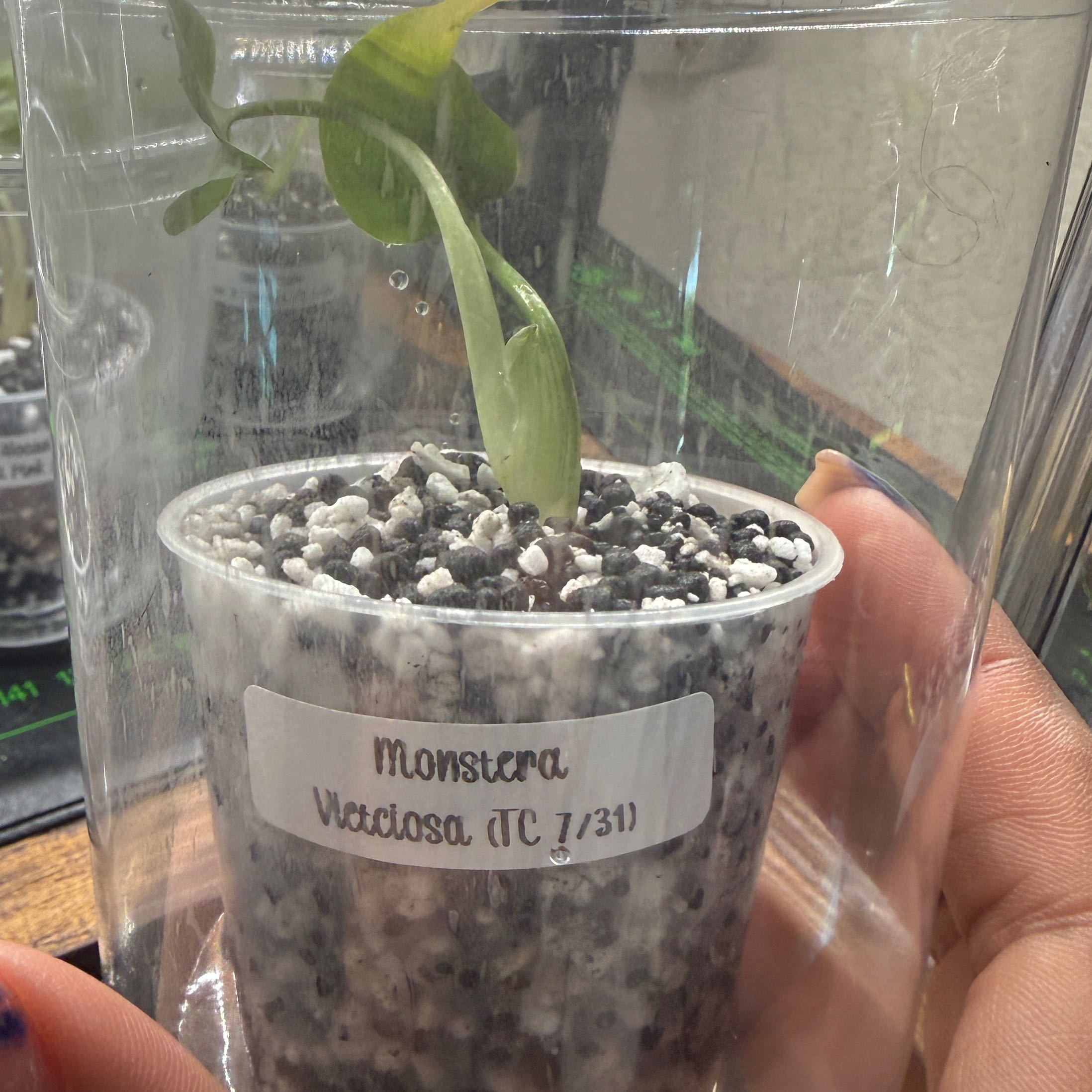 Photo of the plant species Monstera Vietciosa by @Plant_Mami named Marilyn on Greg, the plant care app