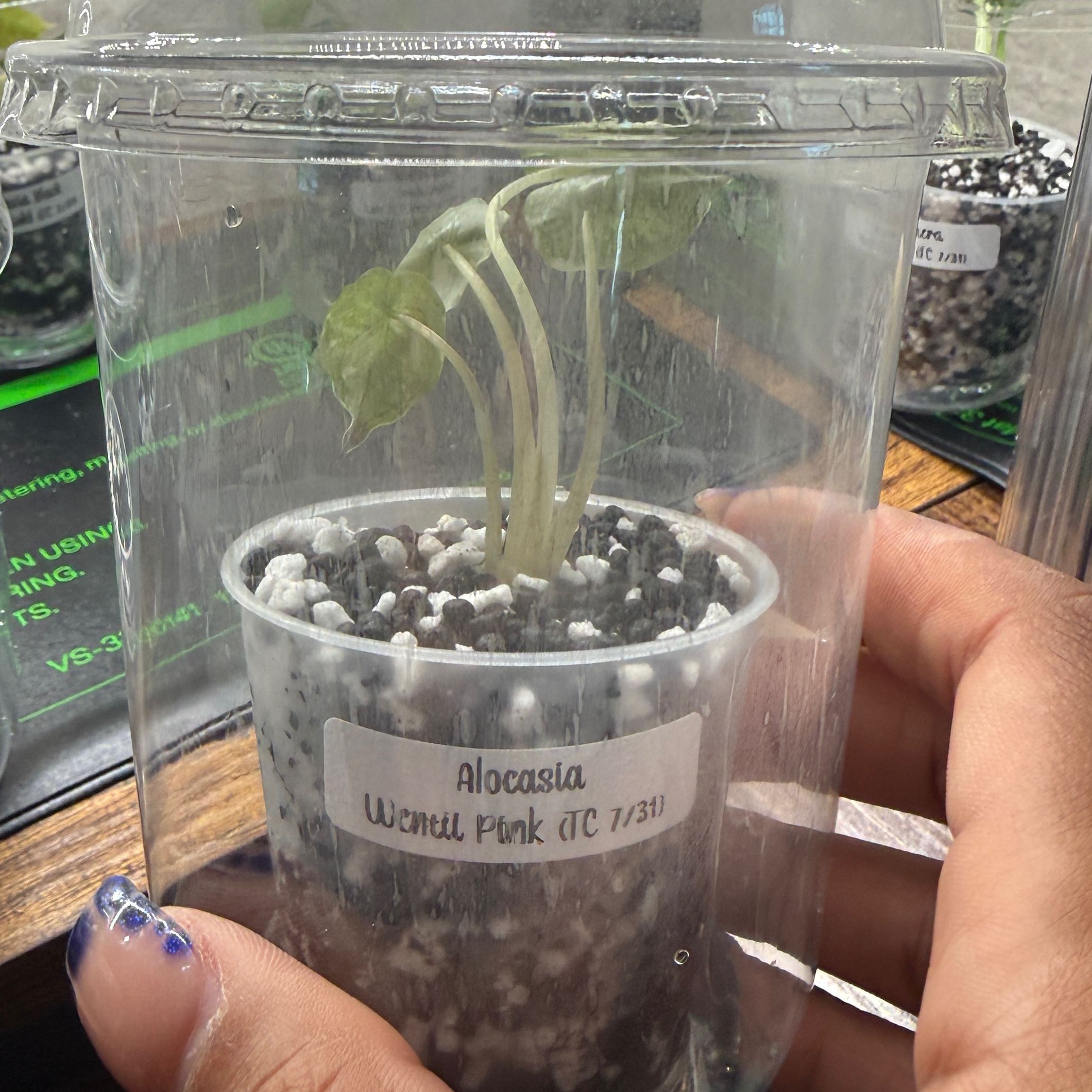 Photo of the plant species Alocasia Wentii Pink by @Plant_Mami named Shakira on Greg, the plant care app