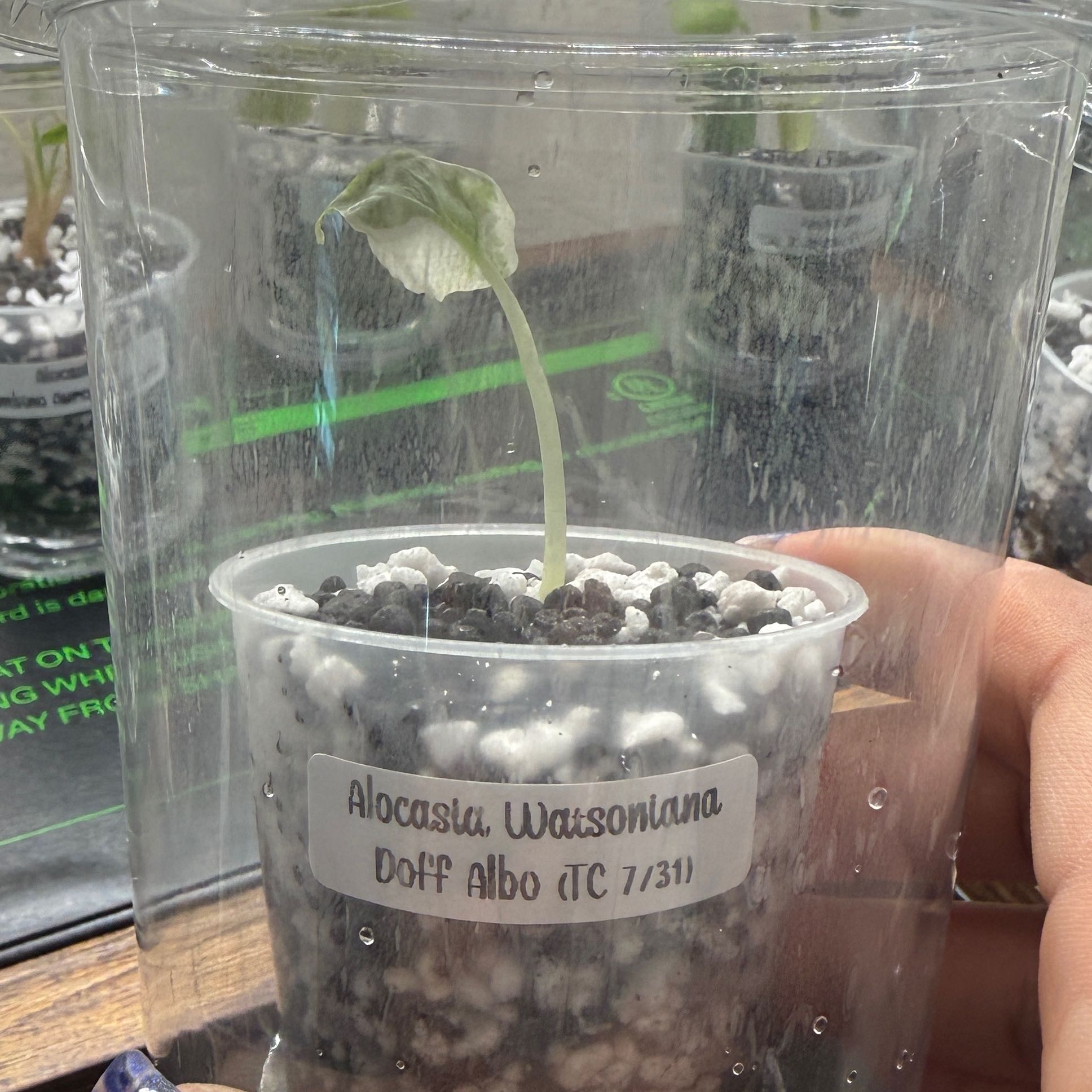 Photo of the plant species Alocasia Watsoniana Doff Pink by @Plant_Mami named Sandy on Greg, the plant care app