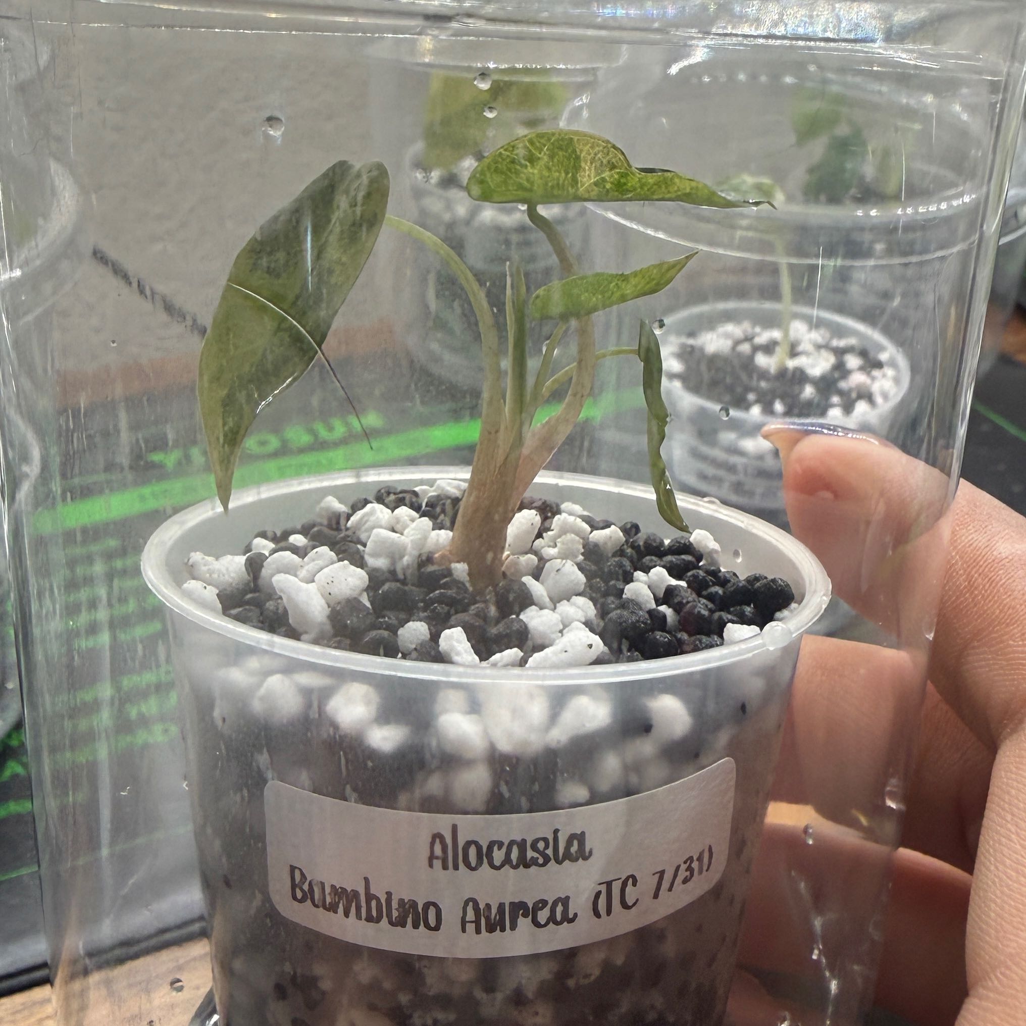 Photo of the plant species Alocasia 'Bambino' Aurea by @Plant_Mami named Homer on Greg, the plant care app
