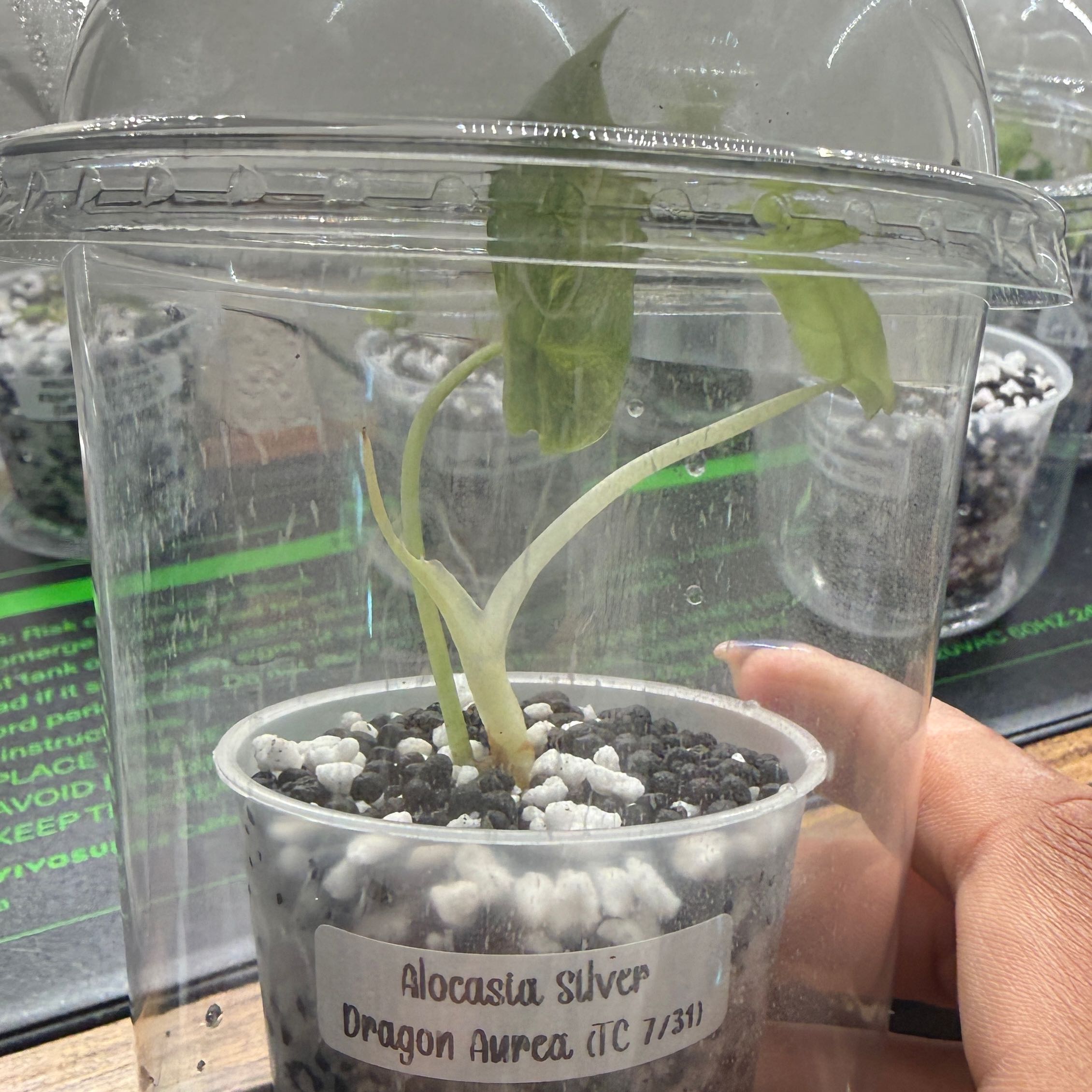 Photo of the plant species Alocasia Silver Dragon Aurea by @Plant_Mami named Treeyoncé on Greg, the plant care app