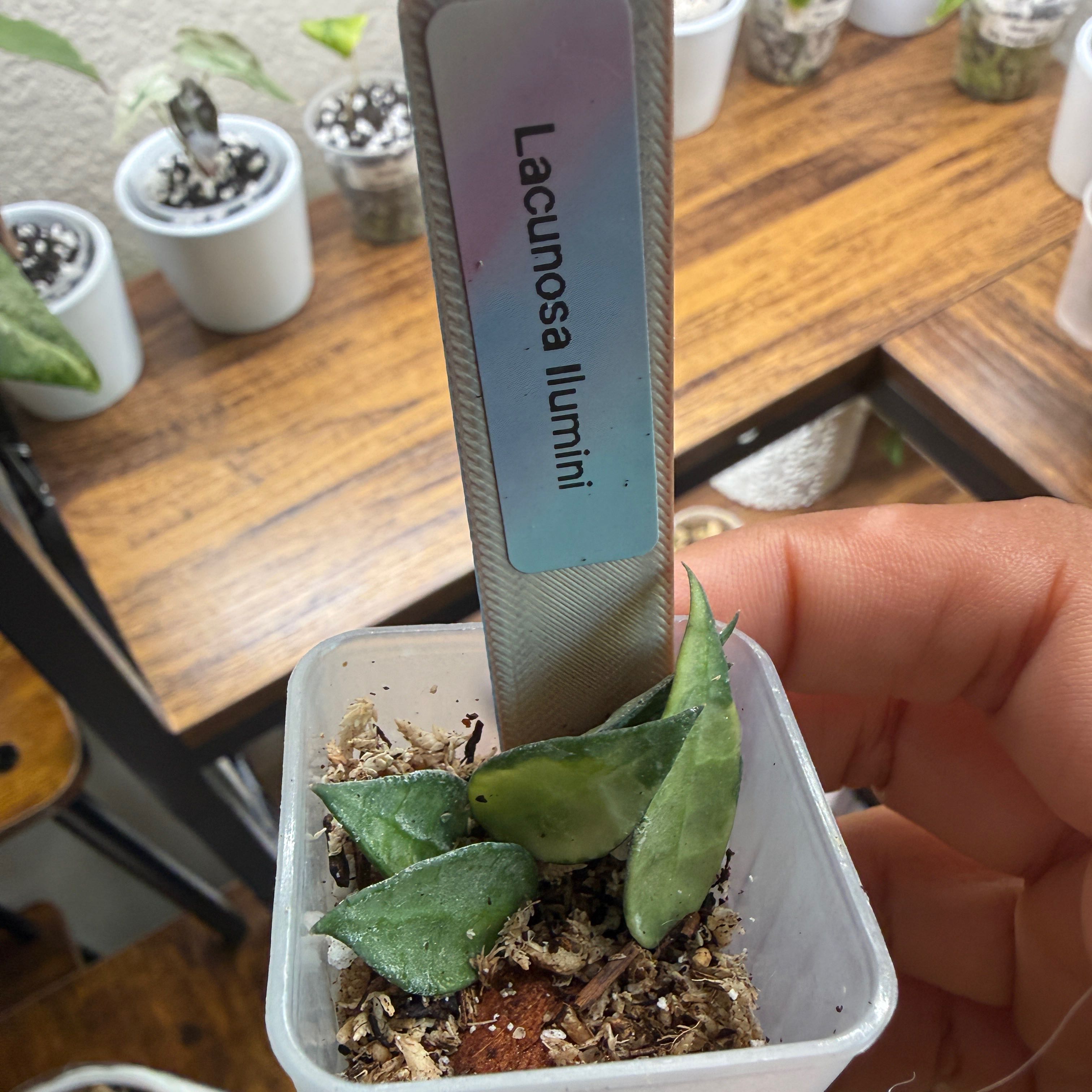 Photo of the plant species Hoya lacunosa 'Illumini' by @Plant_Mami named Beyonce on Greg, the plant care app