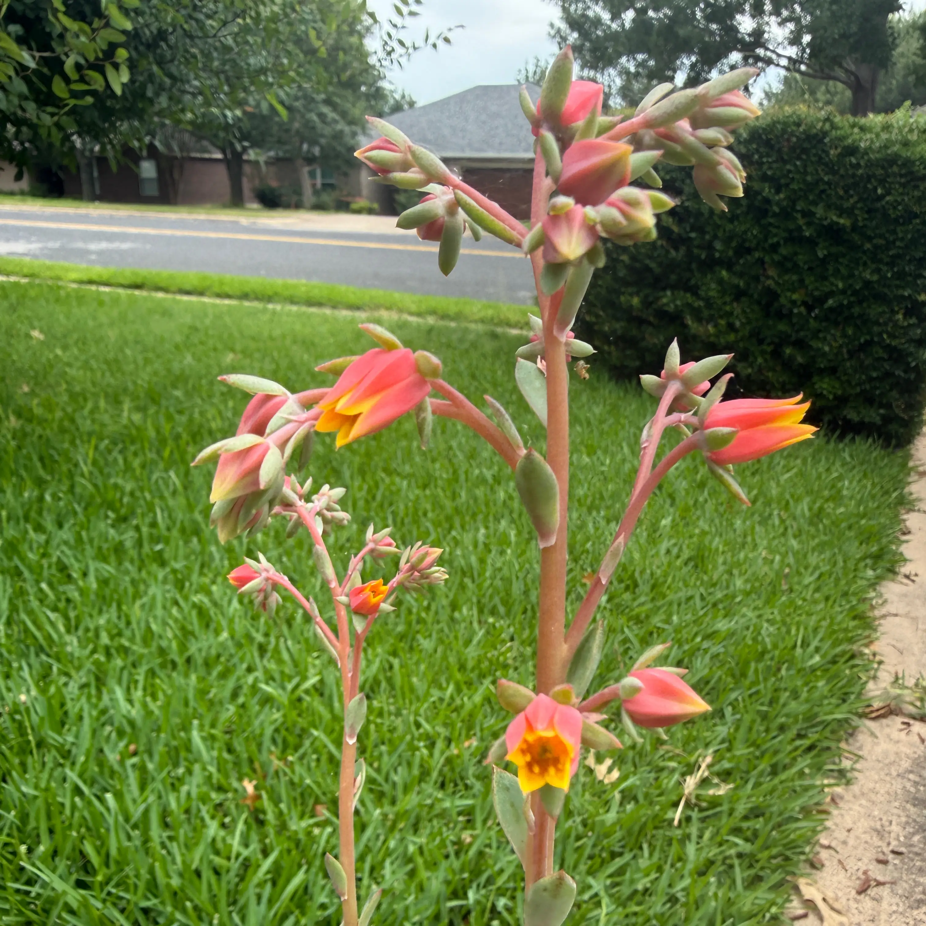 Photo of the plant species Salsa Verde Echeveria by @Plant_Mami named Gaga on Greg, the plant care app