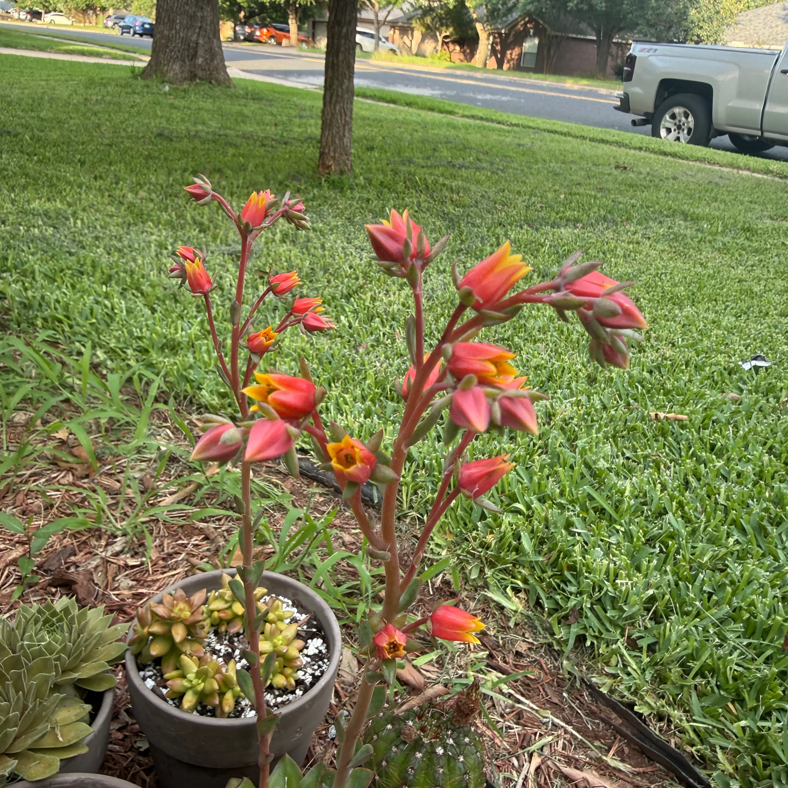 Photo of the plant species Salsa Verde Echeveria by @Plant_Mami named Gaga on Greg, the plant care app