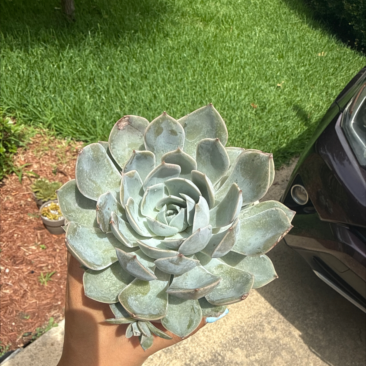 Photo of the plant species Echeveria 'Grande Cinza' by @Plant_Mami named Delilah on Greg, the plant care app
