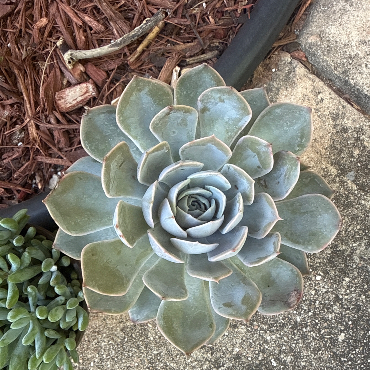 Photo of the plant species Echeveria 'Grande Cinza' by @Plant_Mami named Delilah on Greg, the plant care app