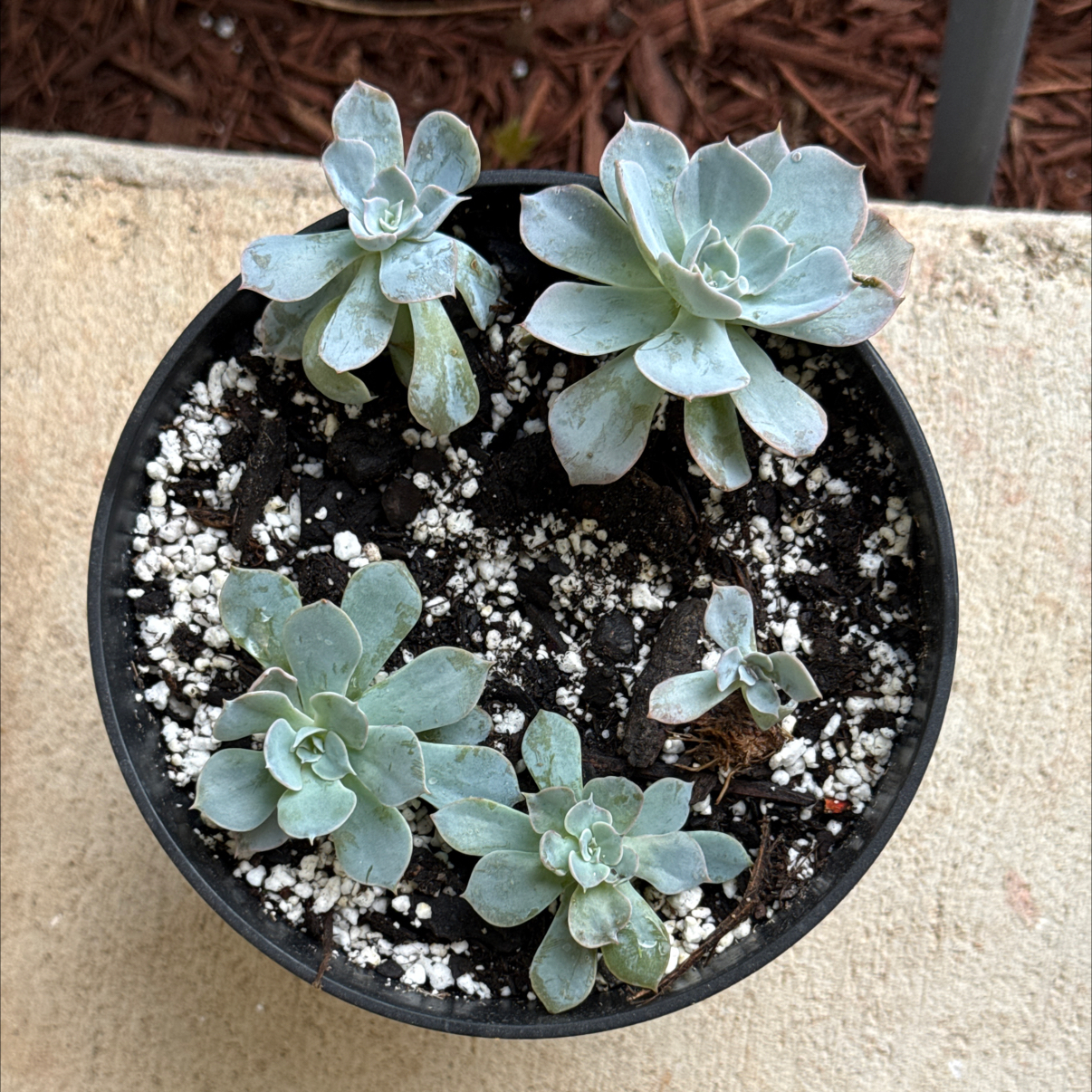 Photo of the plant species Blue Atoli Echevaria by @Plant_Mami named Little Babies on Greg, the plant care app
