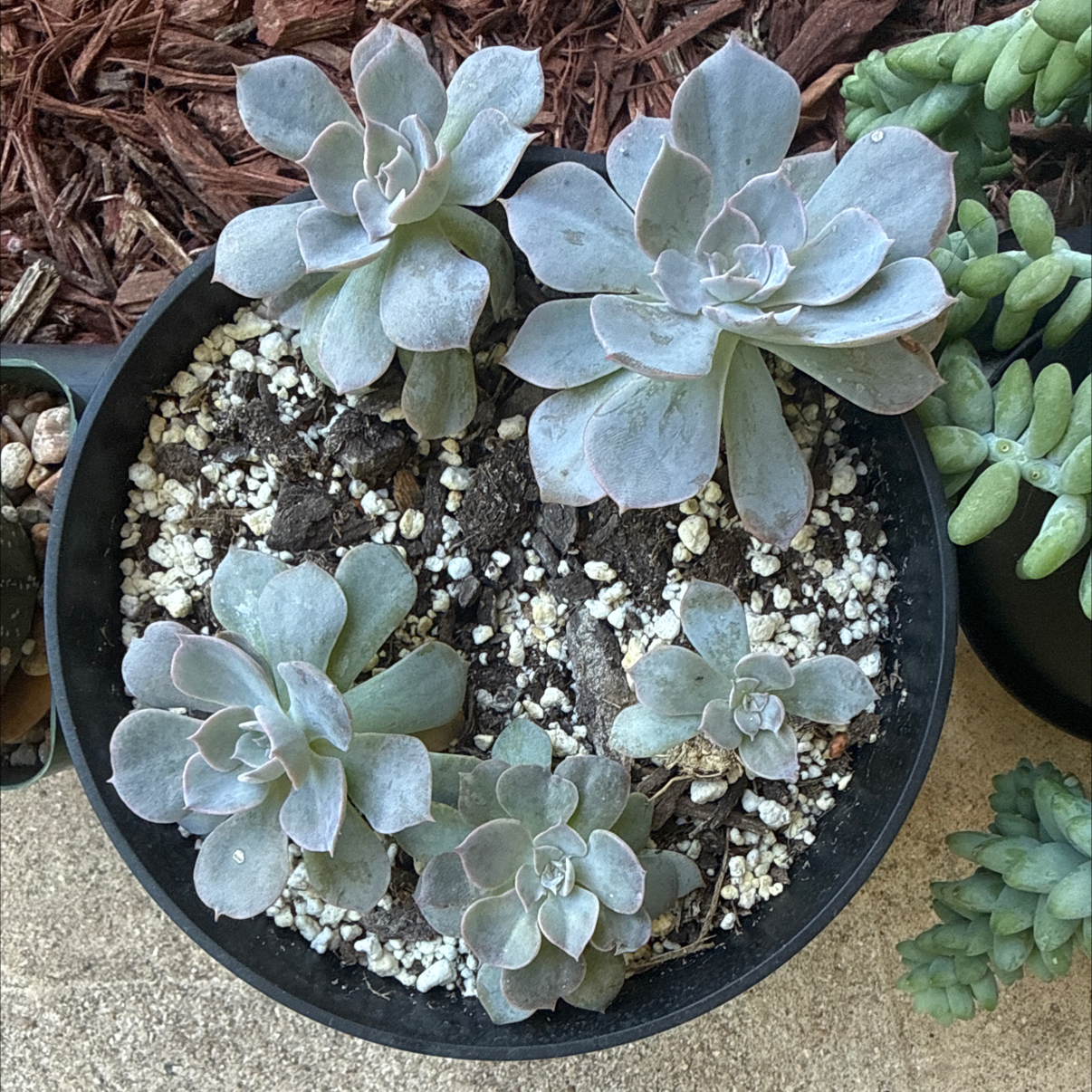 Photo of the plant species Blue Atoli Echevaria by @Plant_Mami named Little Babies on Greg, the plant care app