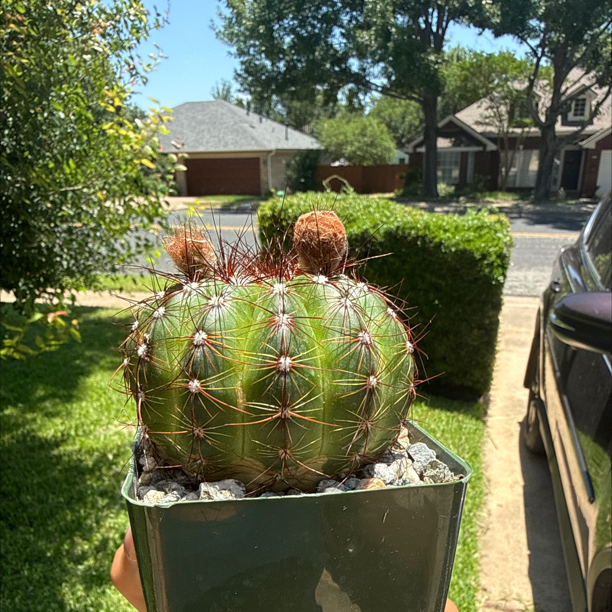 Photo of the plant species Notocactus ottonis by @Plant_Mami named Xena on Greg, the plant care app