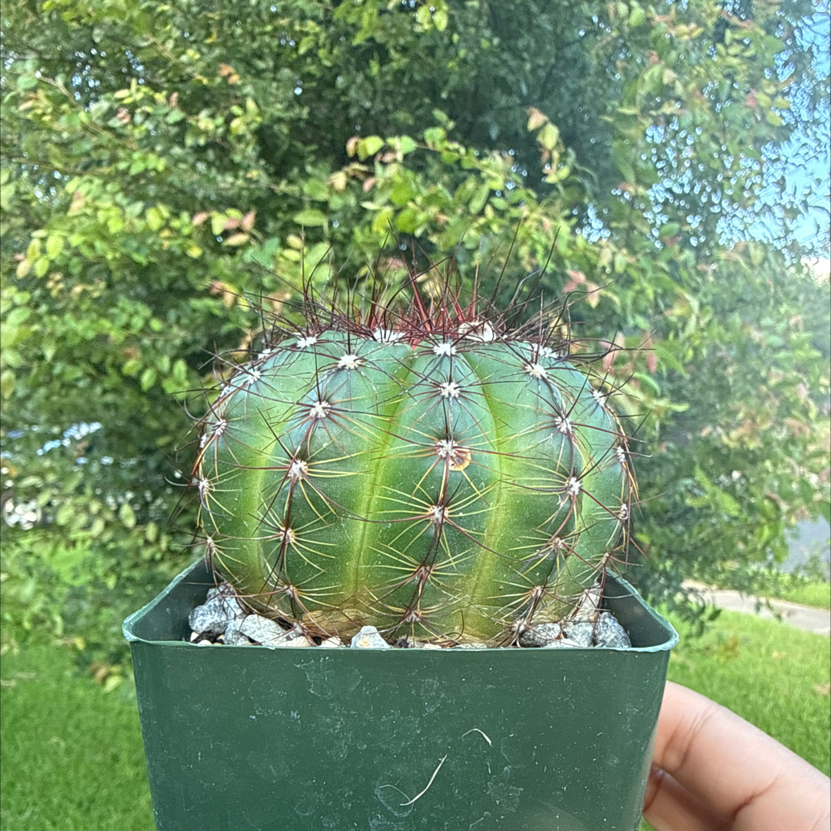 Photo of the plant species Notocactus ottonis by @Plant_Mami named Xena on Greg, the plant care app