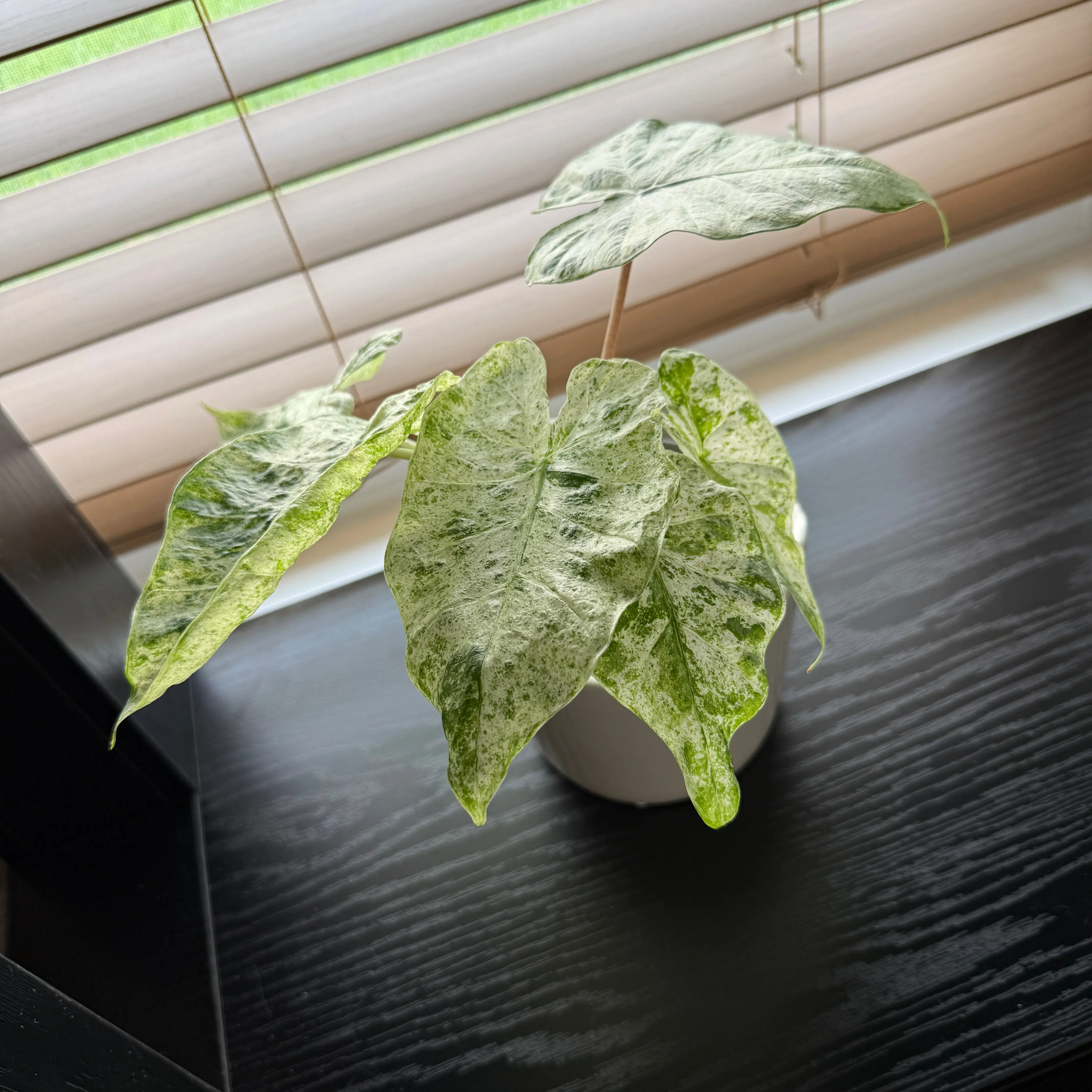 Photo of the plant species Alocasia Odora Batik Varigetated by @Plant_Mami named Dora on Greg, the plant care app