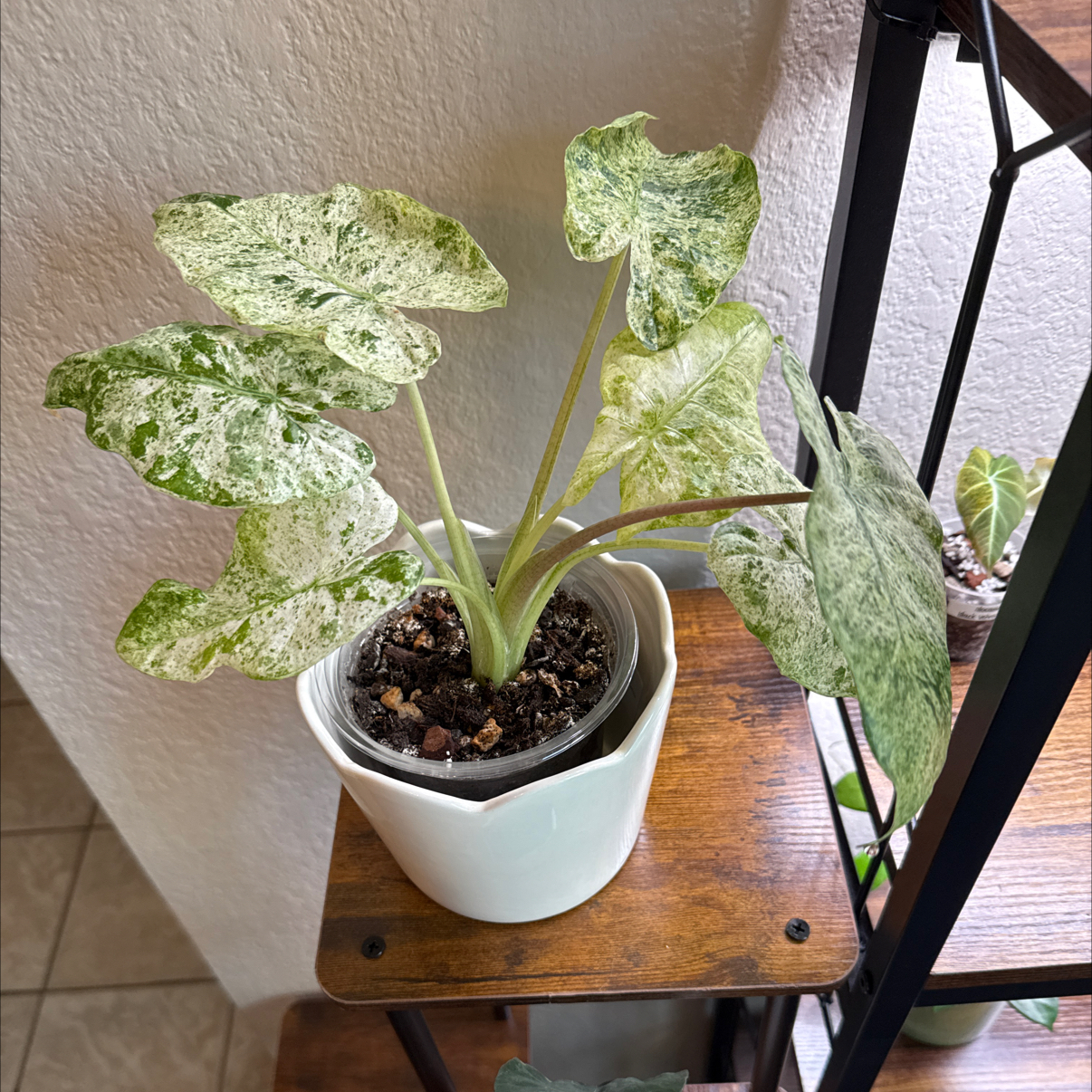Photo of the plant species Alocasia Odora Batik Varigetated by @Plant_Mami named Dora on Greg, the plant care app