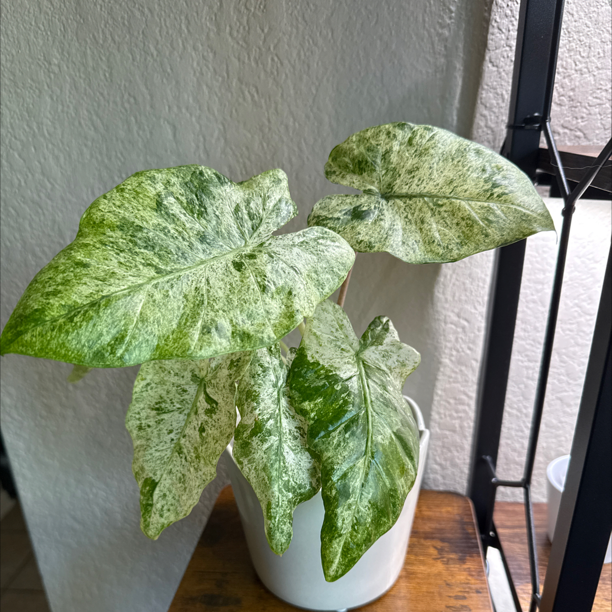 Photo of the plant species Alocasia Odora Batik Varigetated by @Plant_Mami named Dora on Greg, the plant care app