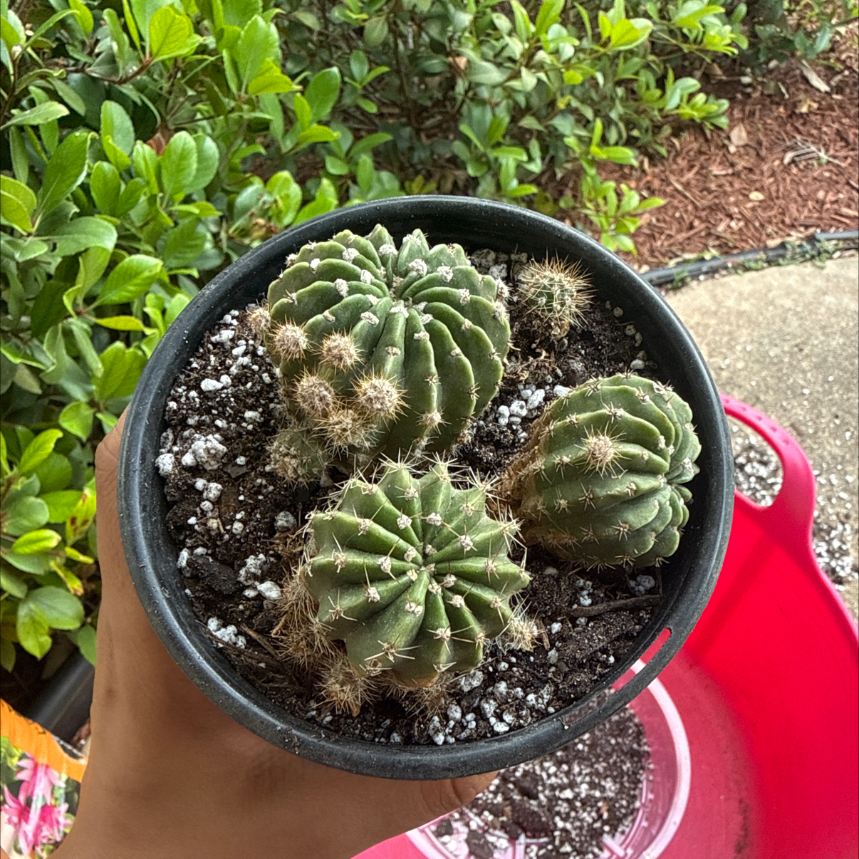 Photo of the plant species Easter Lily Cactus by @Plant_Mami named Lily on Greg, the plant care app