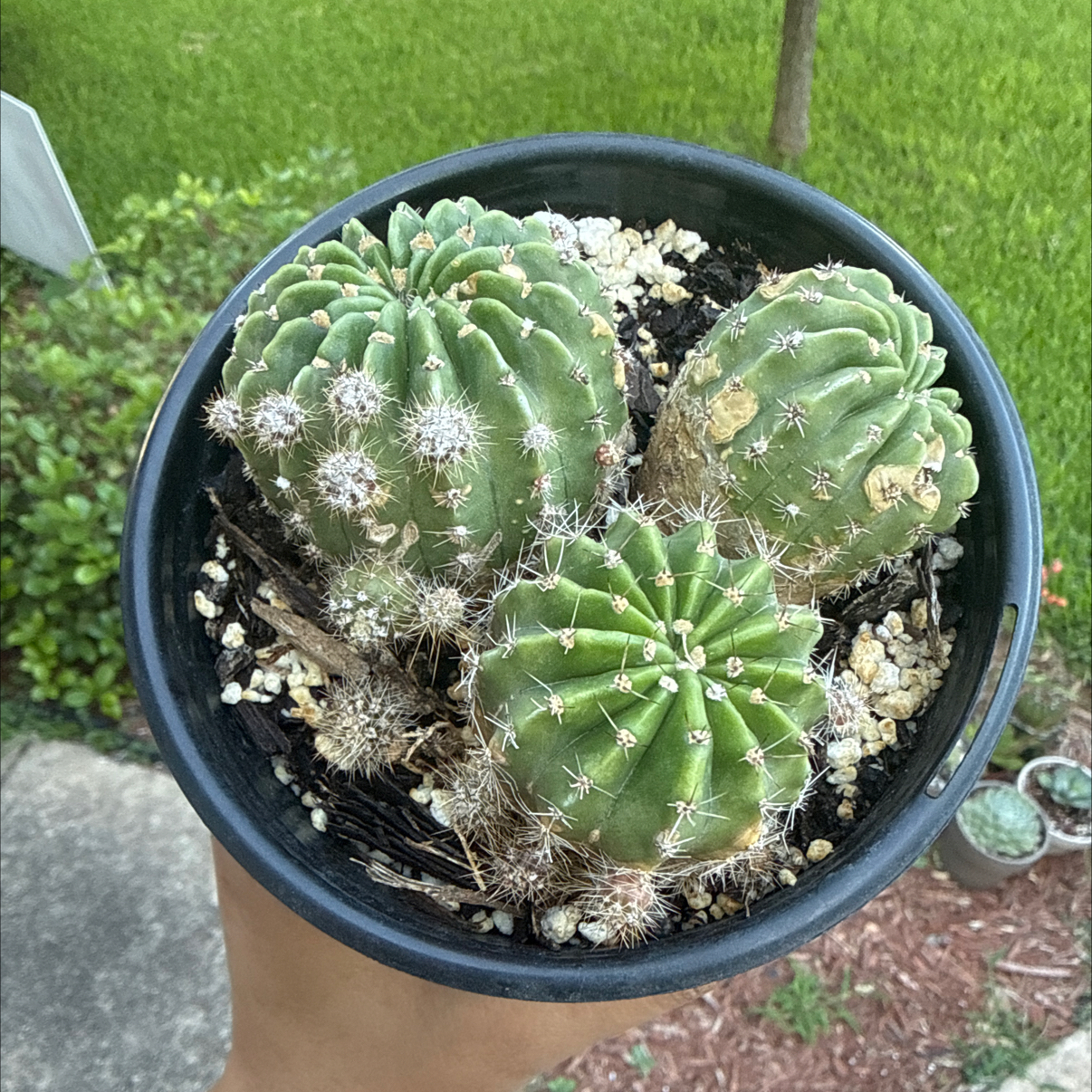 Photo of the plant species Easter Lily Cactus by @Plant_Mami named Lily on Greg, the plant care app