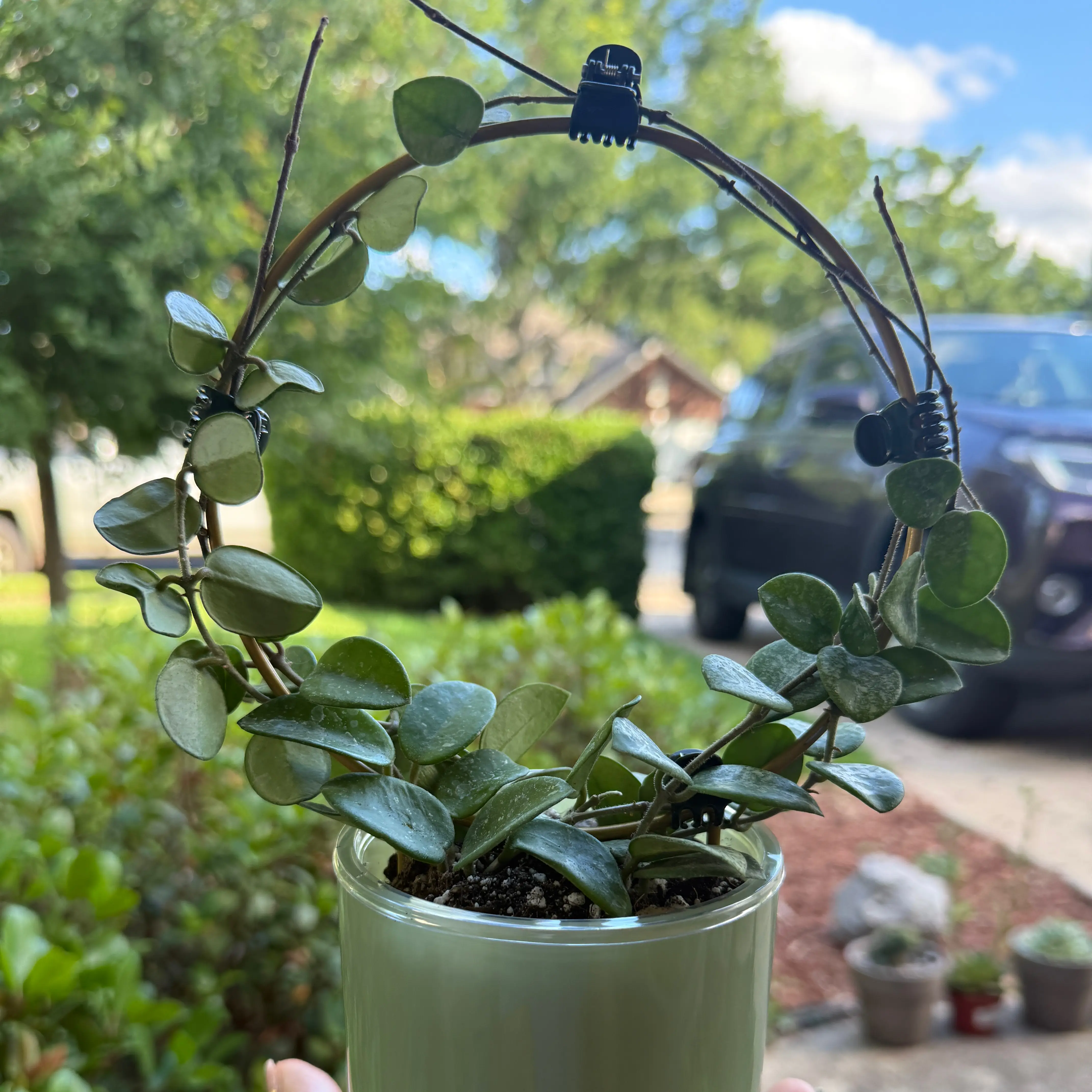 Photo of the plant species Hoya 'Mathilde Splash' by @Plant_Mami named Luna on Greg, the plant care app