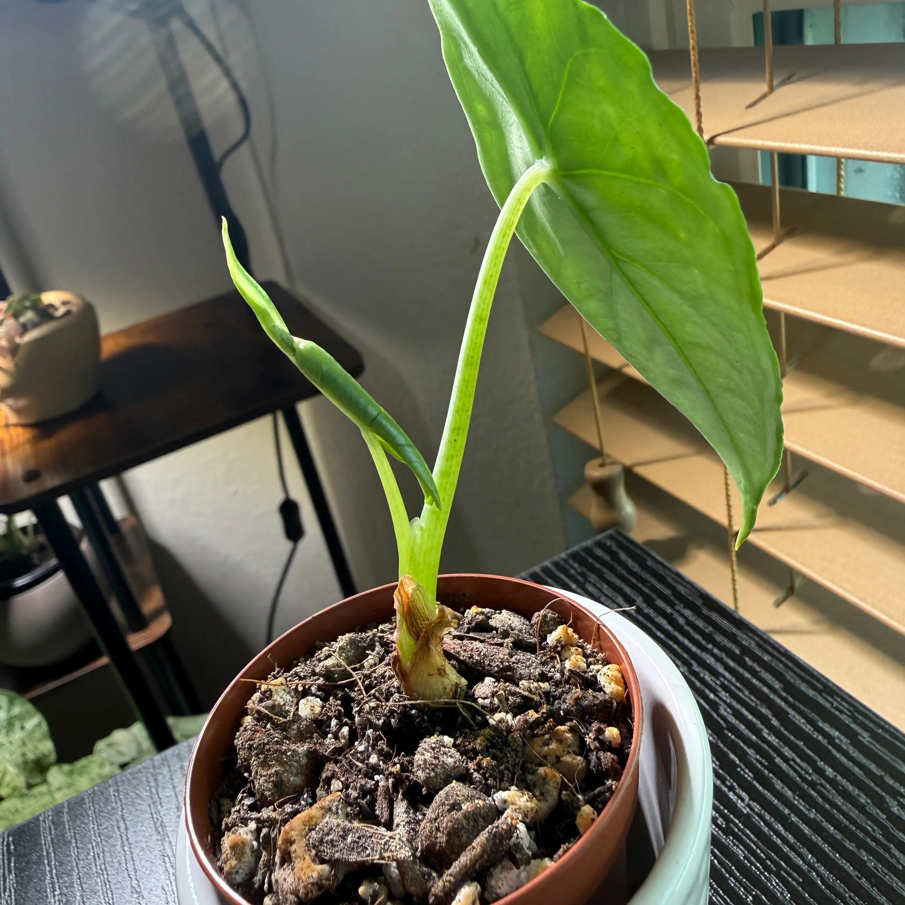 Photo of the plant species Dragon's Breath by @Plant_Mami named Bella on Greg, the plant care app
