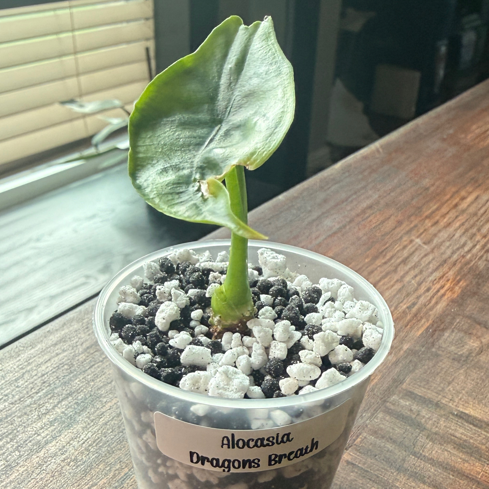 Photo of the plant species Dragon's Breath by @Plant_Mami named Bella on Greg, the plant care app