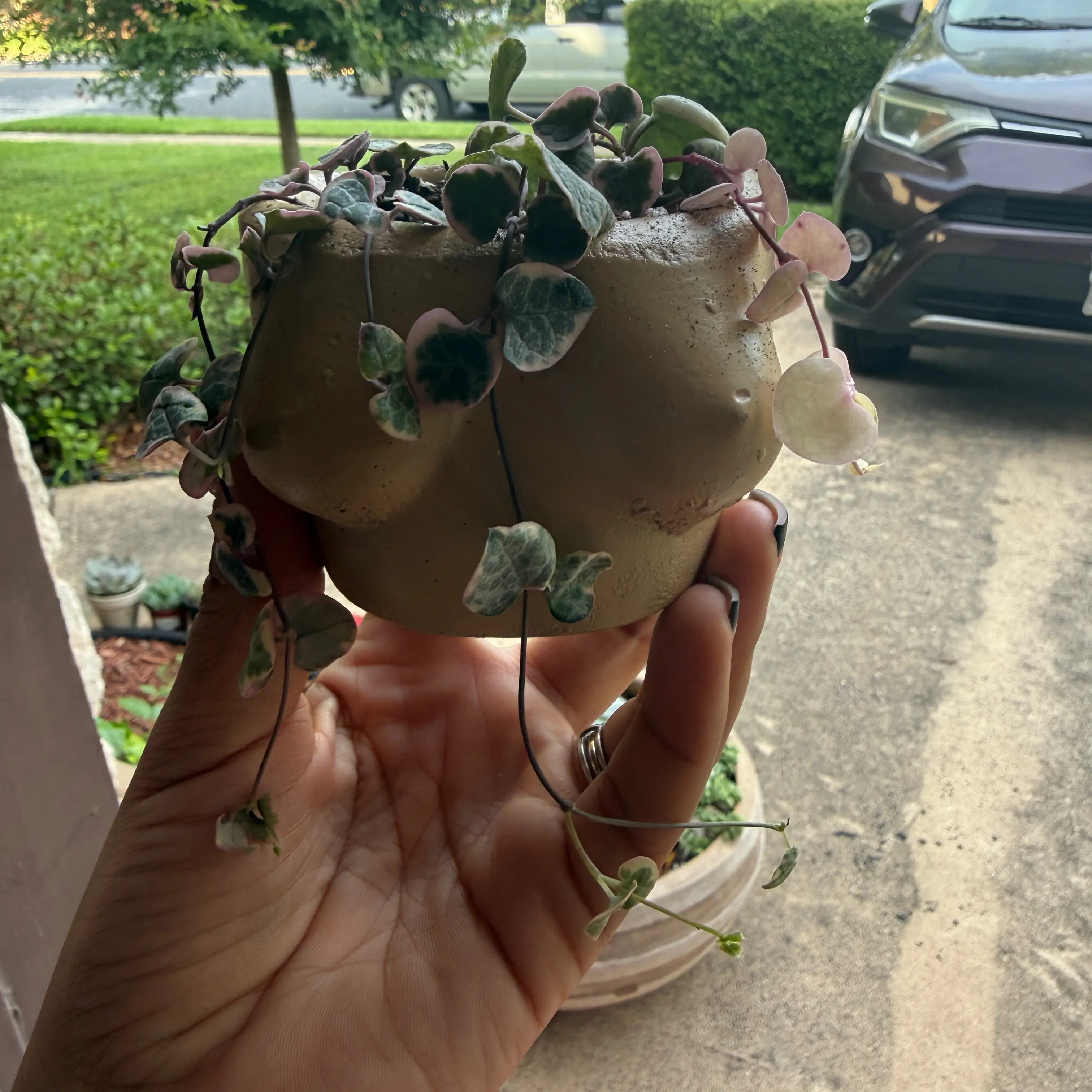Photo of the plant species String of Hearts, varigated by @Plant_Mami named Daphne on Greg, the plant care app