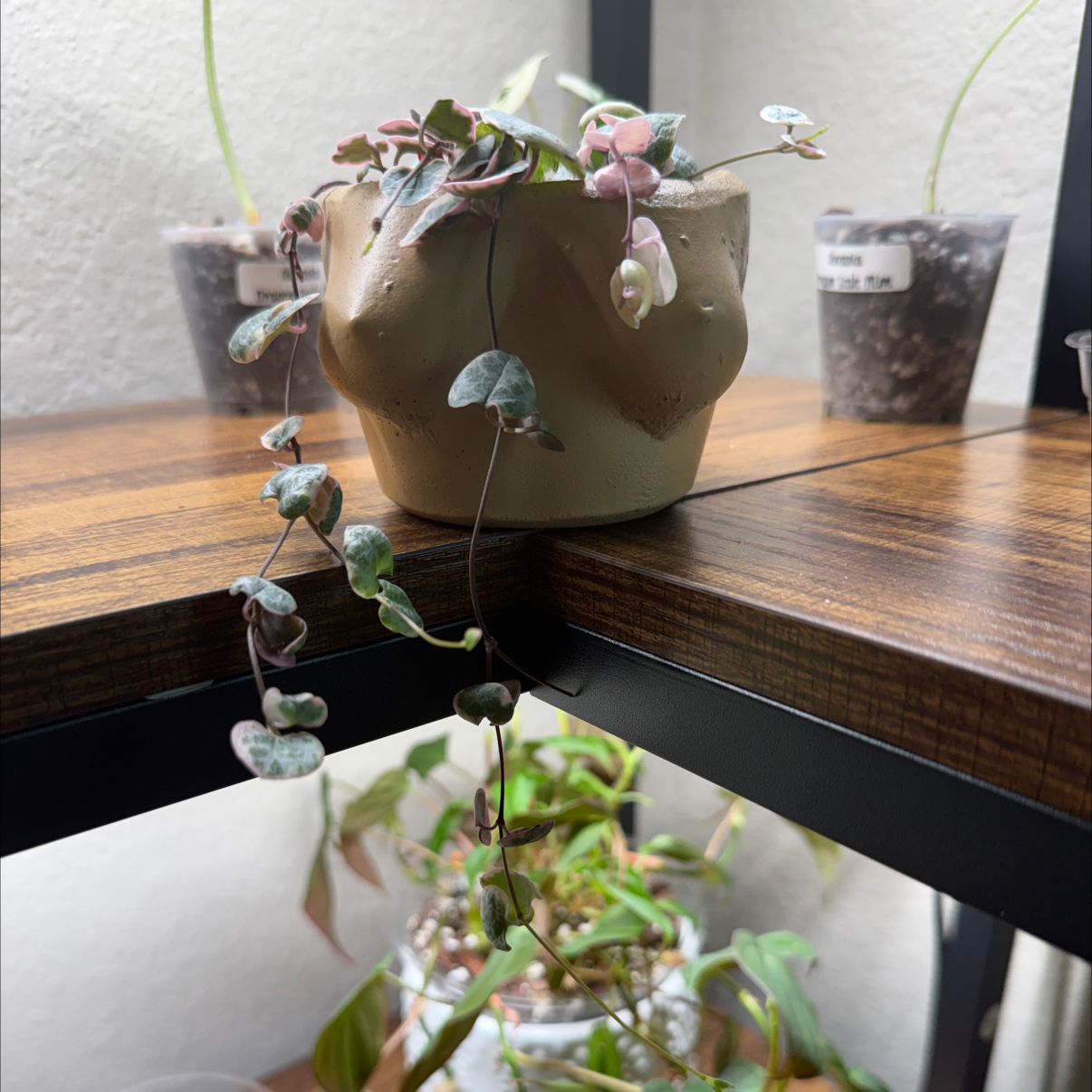Photo of the plant species String of Hearts, varigated by @Plant_Mami named Daphne on Greg, the plant care app
