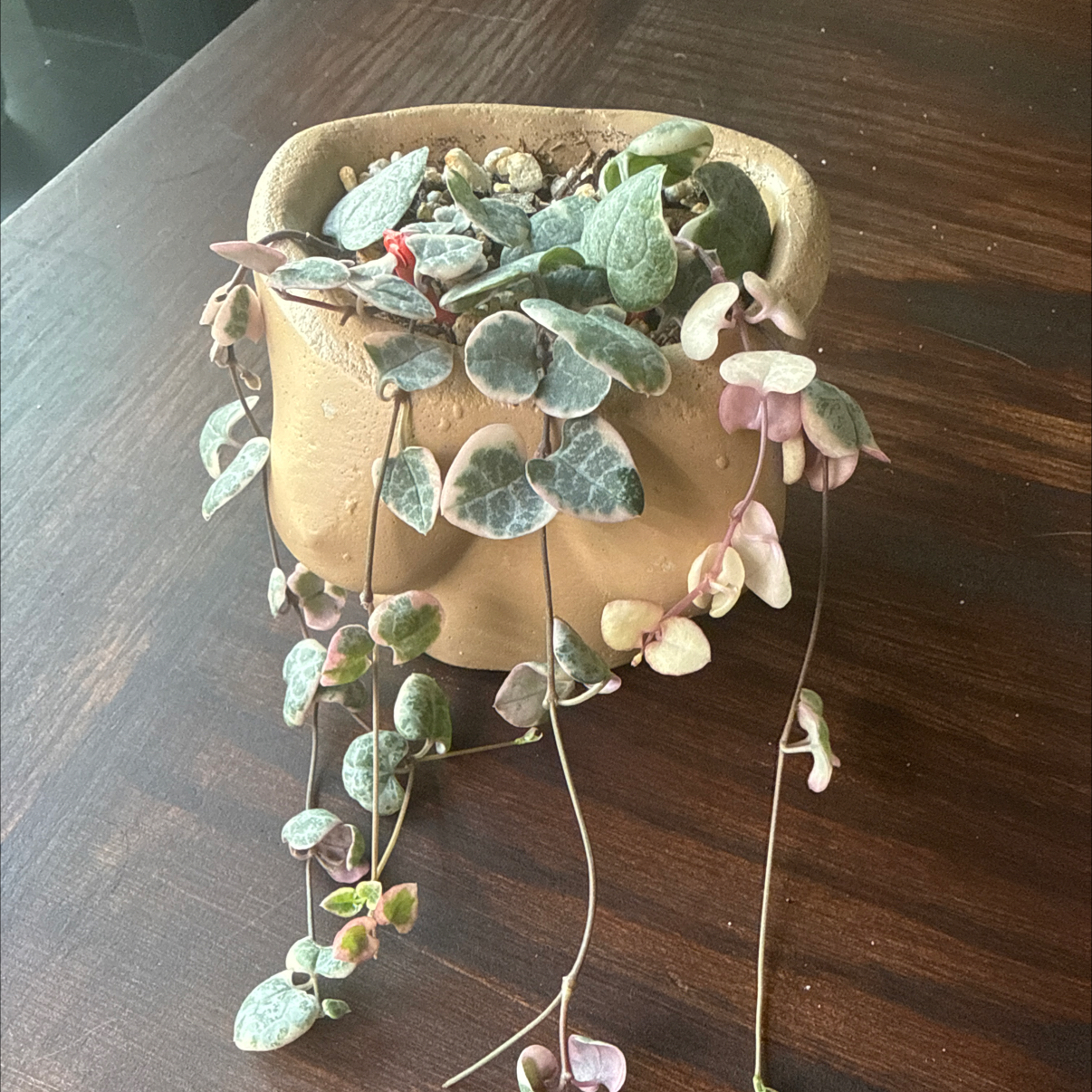 Photo of the plant species String of Hearts, varigated by @Plant_Mami named Daphne on Greg, the plant care app