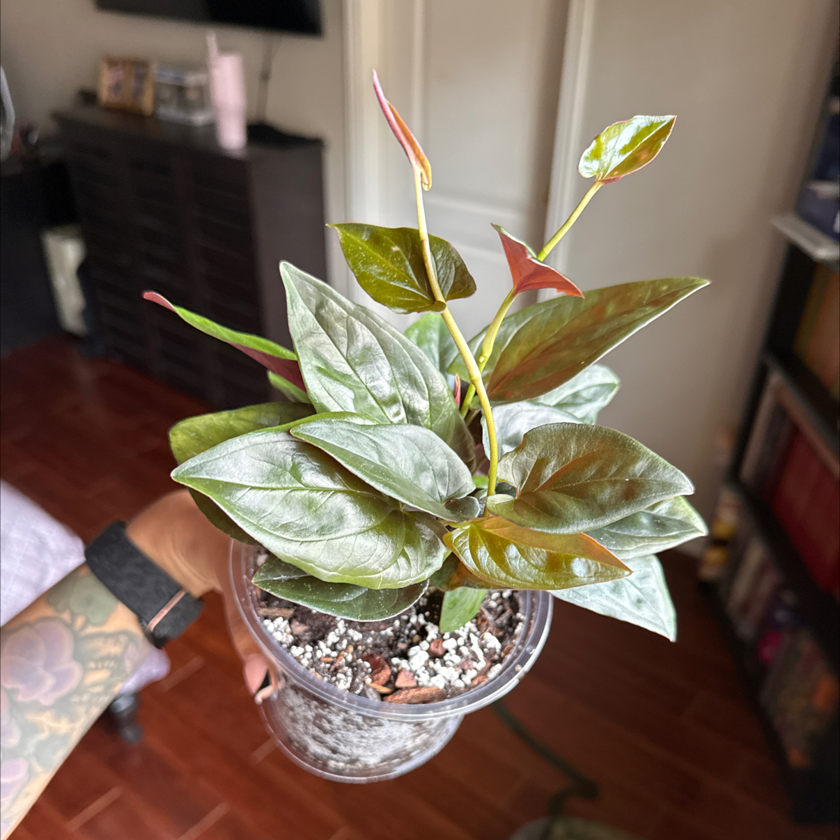 Photo of the plant species Arrowhead Vine 'Red Arrow' by @Plant_Mami named Morticia on Greg, the plant care app