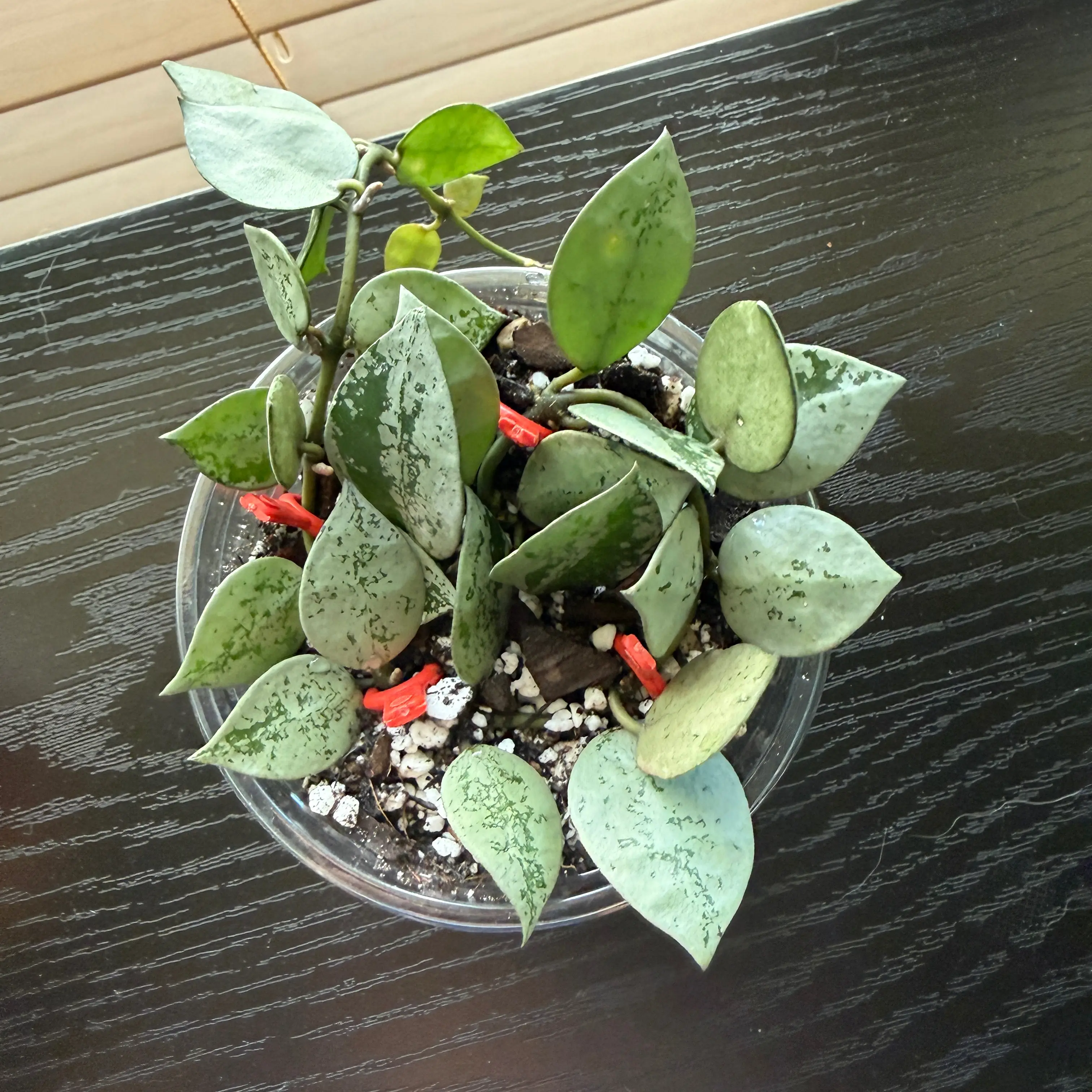 Photo of the plant species Super Silver Hoyaa Krohniana by @Plant_Mami named Tatiana on Greg, the plant care app