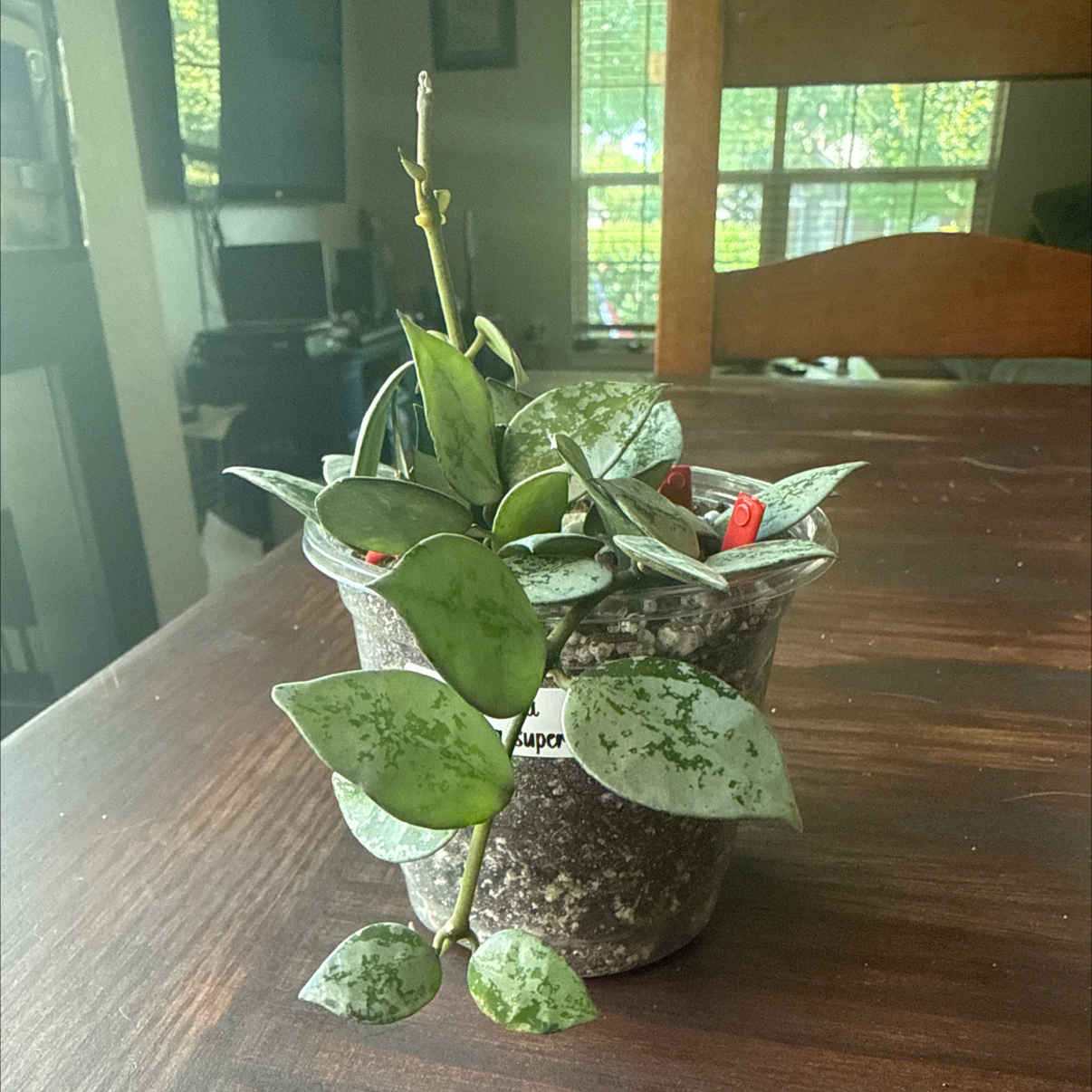 Photo of the plant species Super Silver Hoyaa Krohniana by @Plant_Mami named Tatiana on Greg, the plant care app