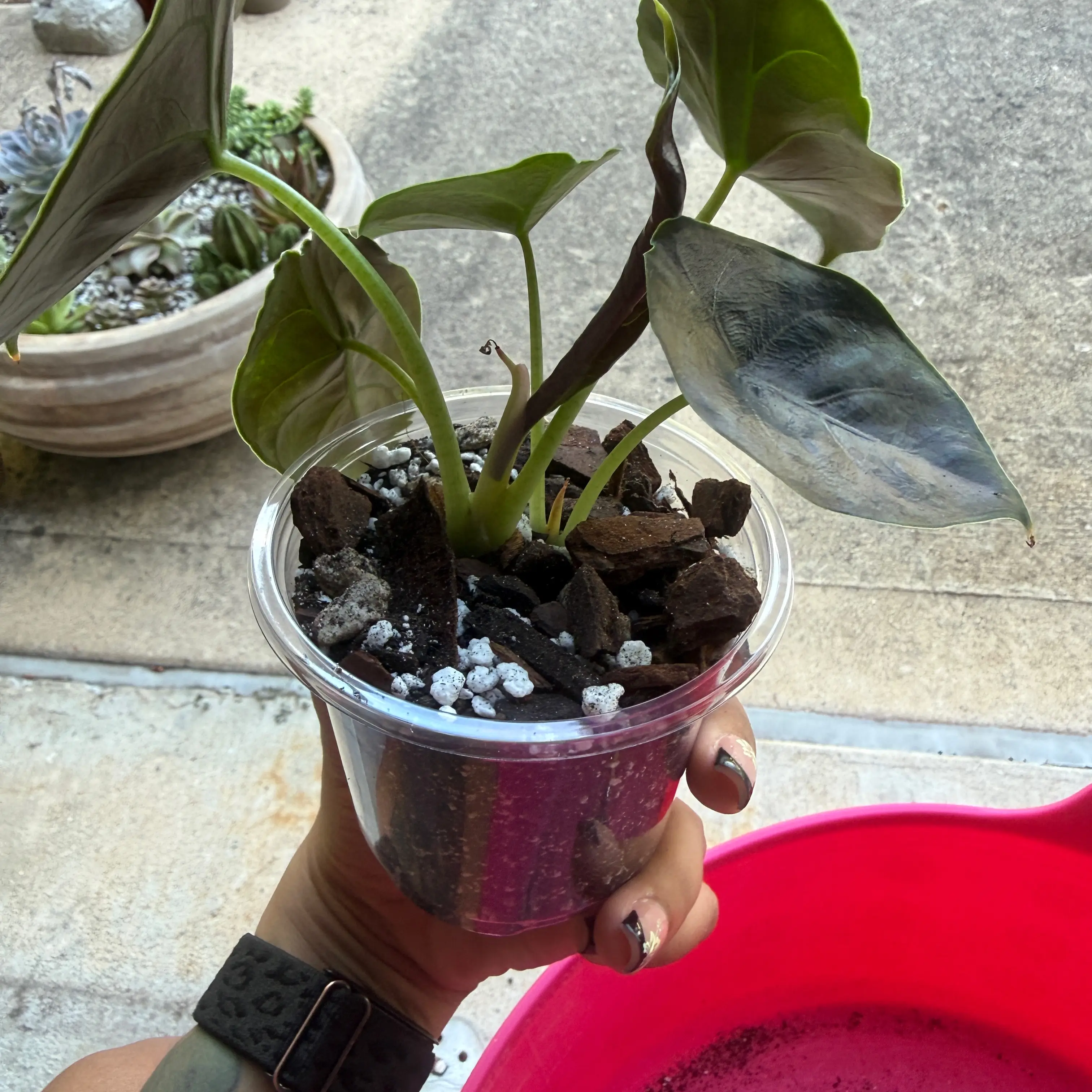 Photo of the plant species Red Mambo by @Plant_Mami named Shaniqua on Greg, the plant care app