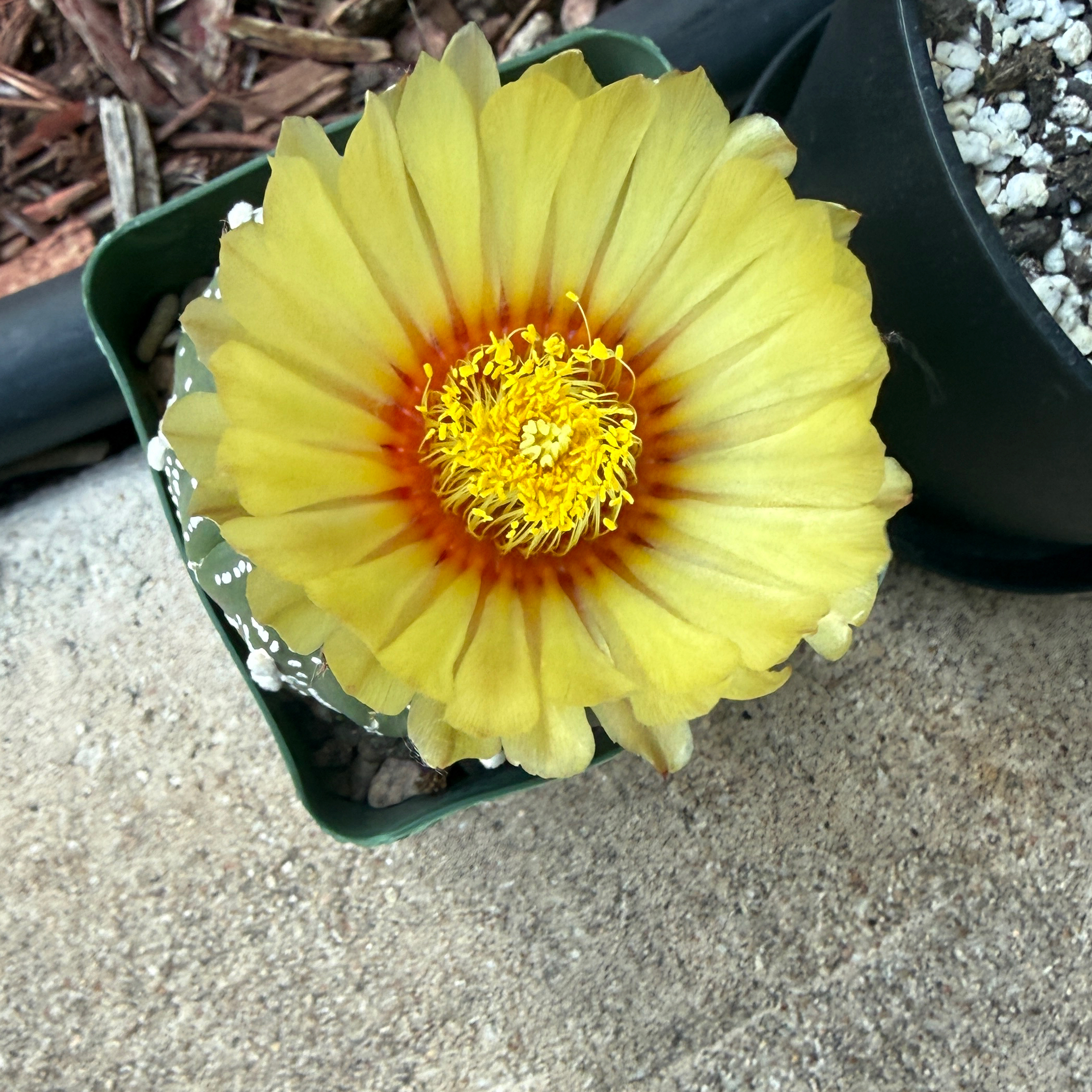 Photo of the plant species Silver Dollar Cactus by @Plant_Mami named Aria on Greg, the plant care app