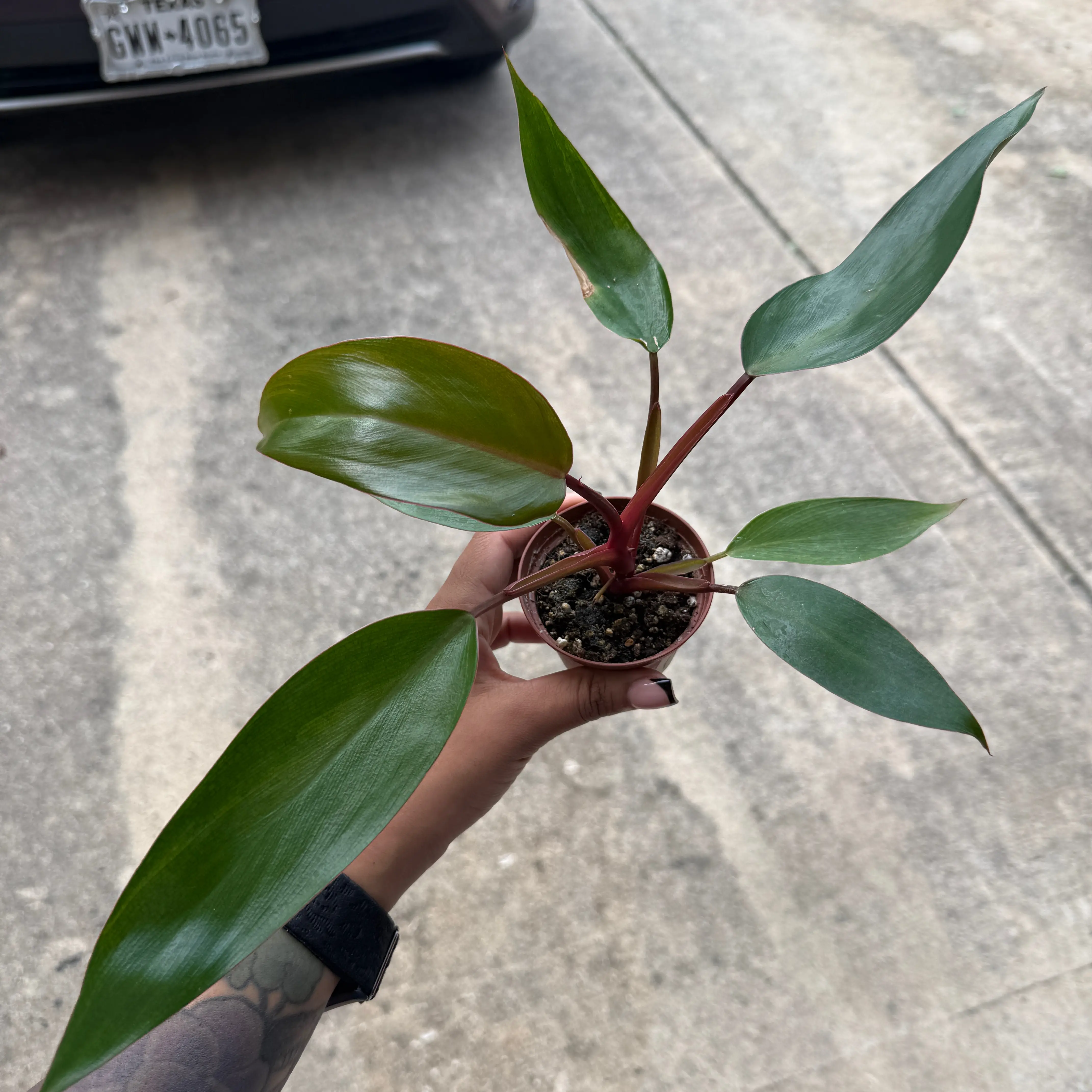 Photo of the plant species Philodendron 'Elvin Magic' by @Plant_Mami named Melvin on Greg, the plant care app