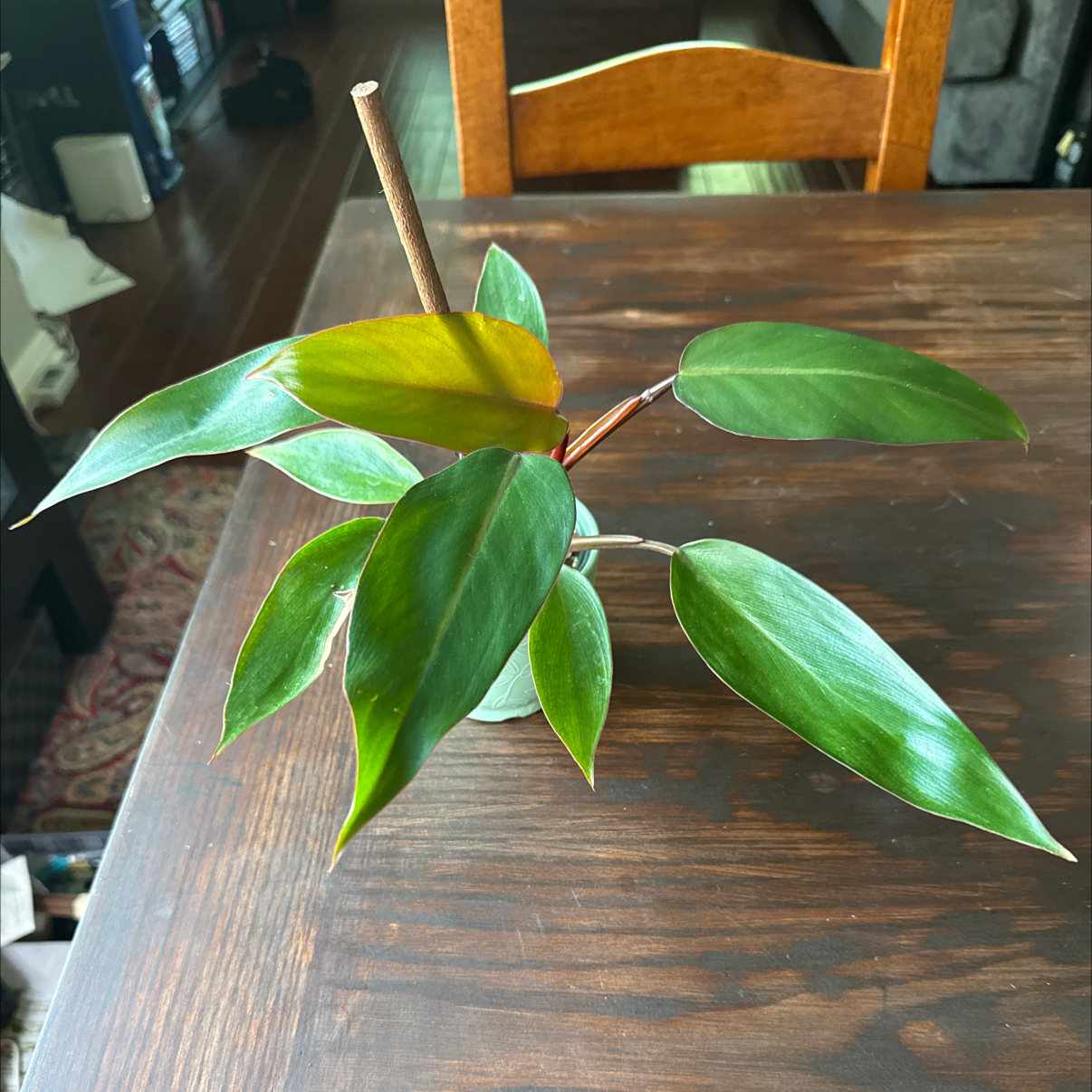 Photo of the plant species Philodendron 'Elvin Magic' by @Plant_Mami named Melvin on Greg, the plant care app