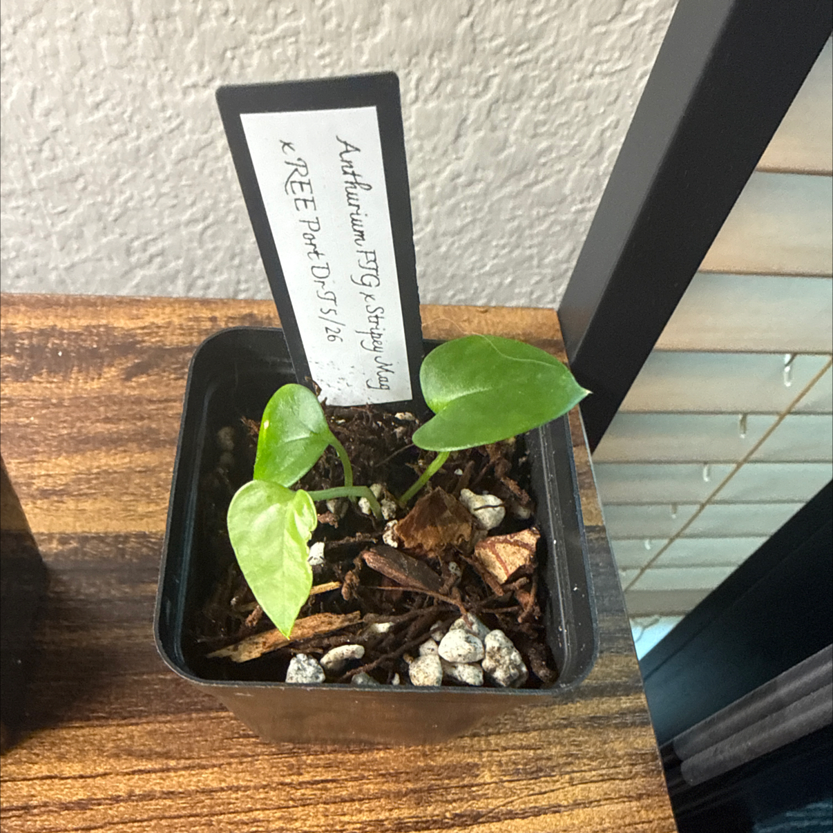 Photo of the plant species Anthurium FTG xx Stripey Mag xx REE Port by @Plant_Mami named Baby on Greg, the plant care app