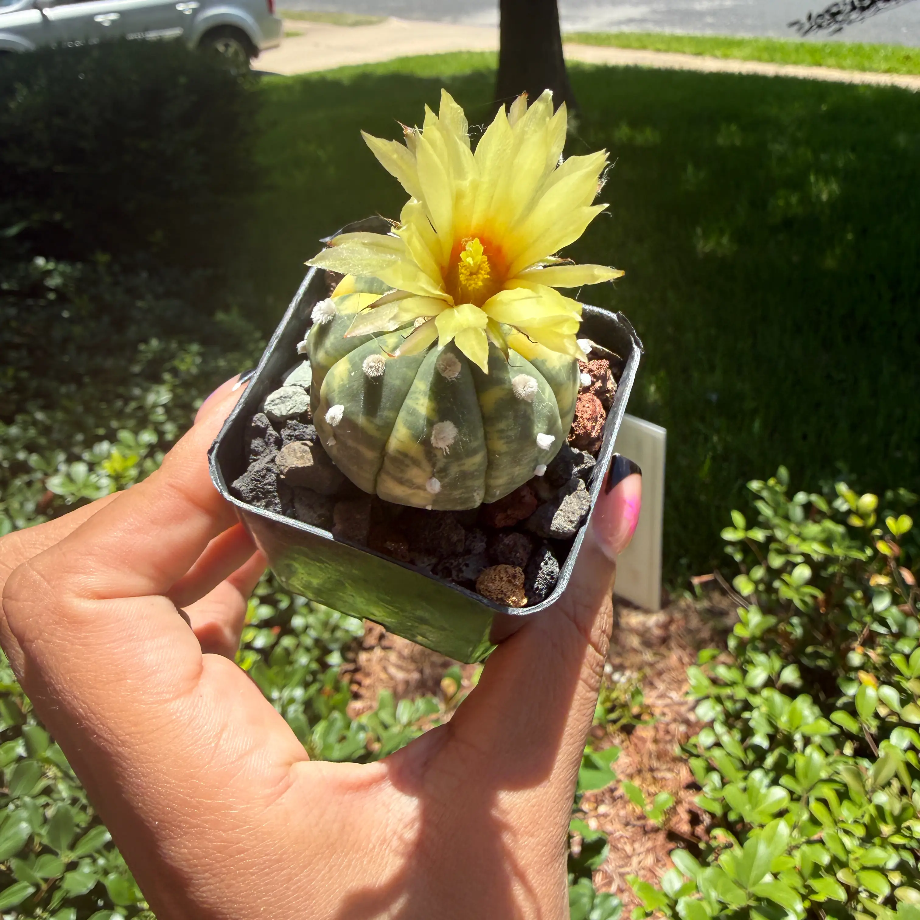 Photo of the plant species Sea Urchin Cactus by @Plant_Mami named Maya on Greg, the plant care app