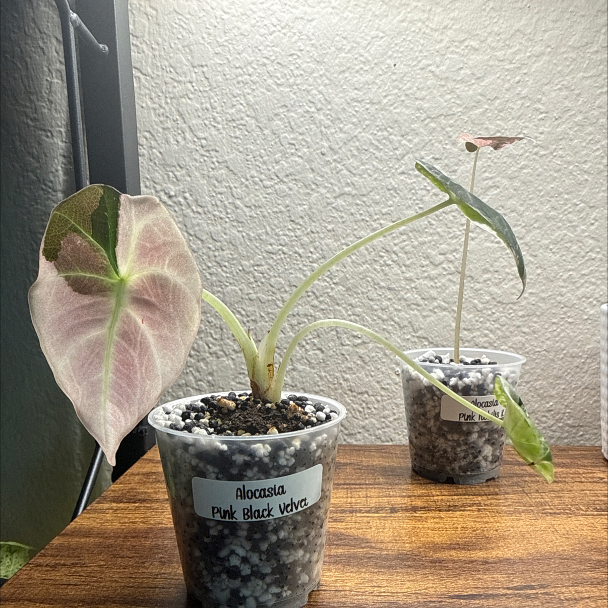 Photo of the plant species Alocasia Pink Black Velvet by @Plant_Mami named Jayda on Greg, the plant care app