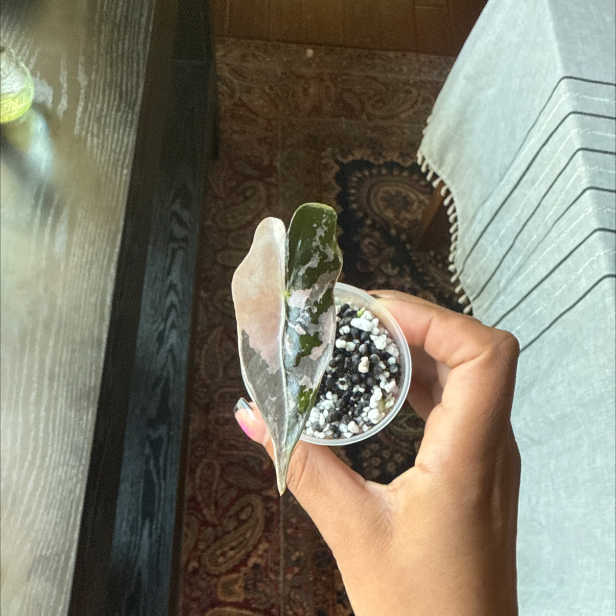 Photo of the plant species Alocasia Nobelis by @Plant_Mami named Janae on Greg, the plant care app