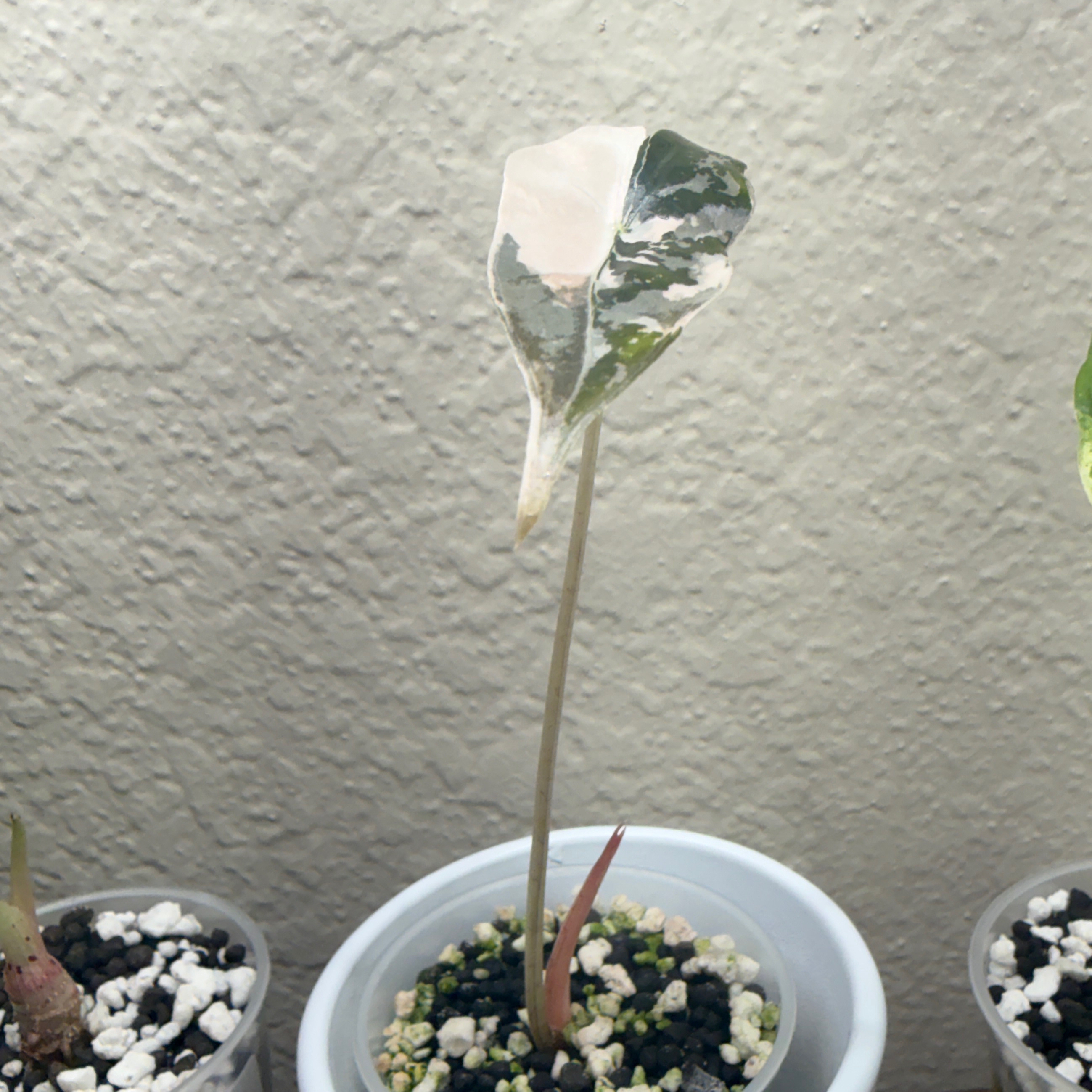 Photo of the plant species Alocasia Nobelis by @Plant_Mami named Janae on Greg, the plant care app