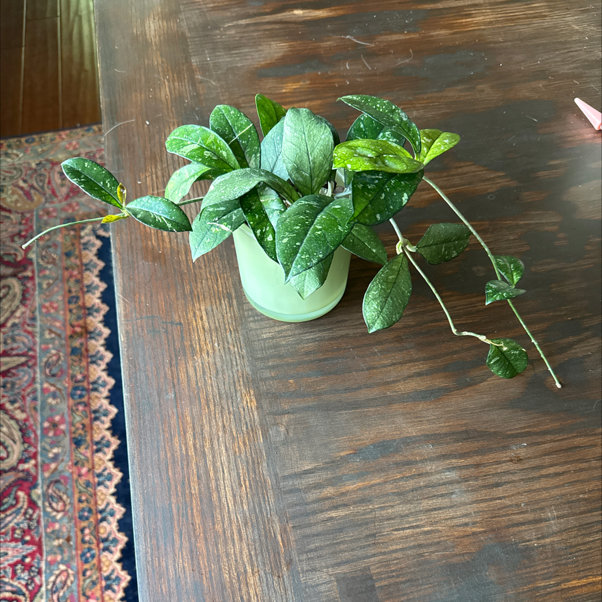 Photo of the plant species Hoya Crassipetiolata Splash by @Plant_Mami named Cassie on Greg, the plant care app