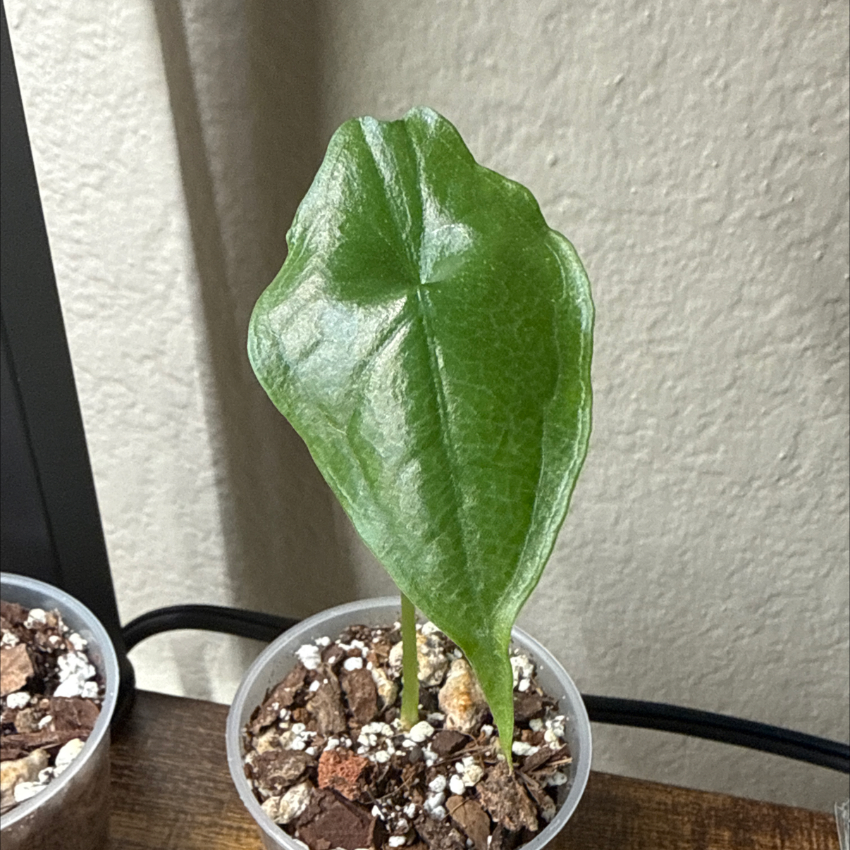 Photo of the plant species Alocasia puncakborneensis by @Plant_Mami named Darrel on Greg, the plant care app