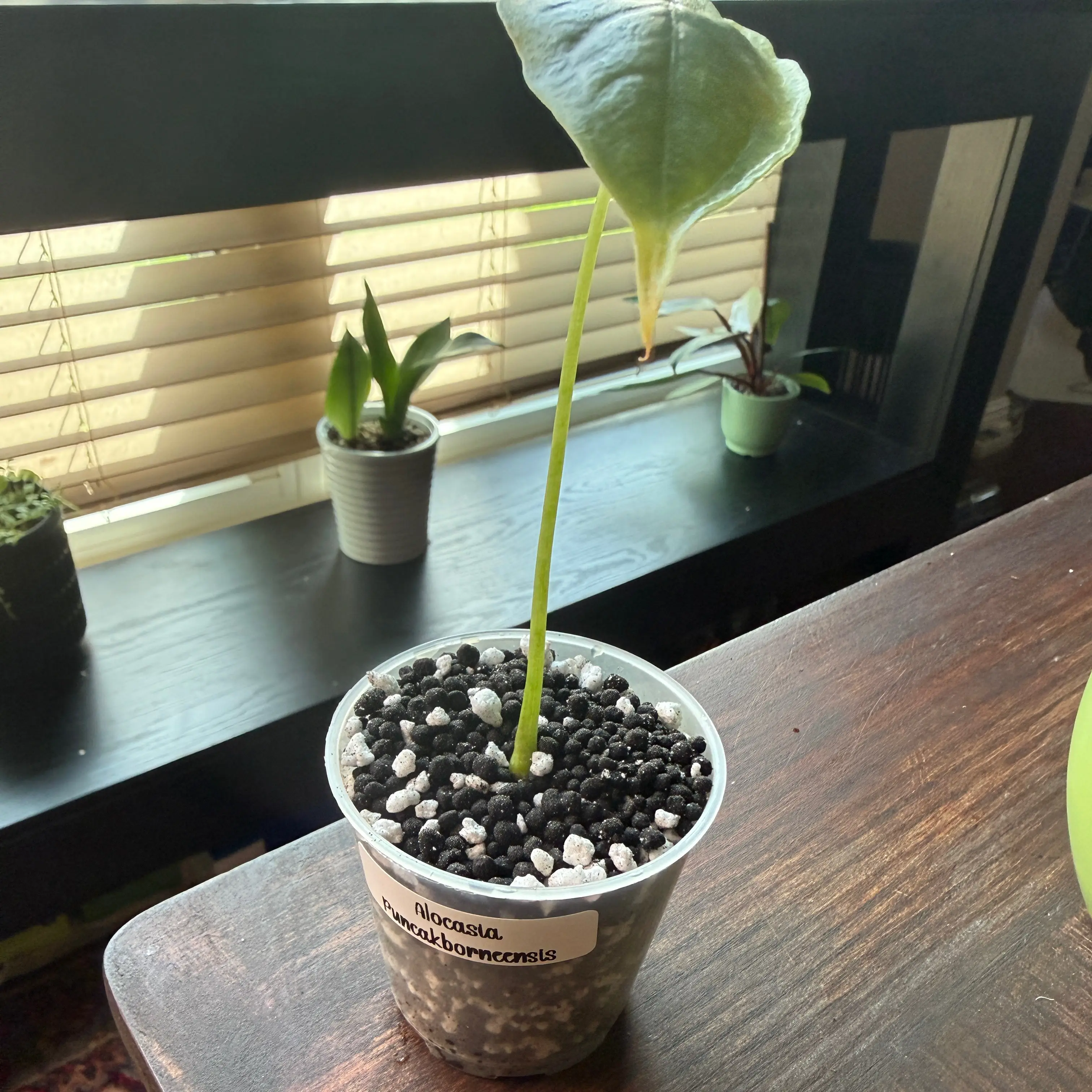 Photo of the plant species Alocasia puncakborneensis by @Plant_Mami named Darrel on Greg, the plant care app