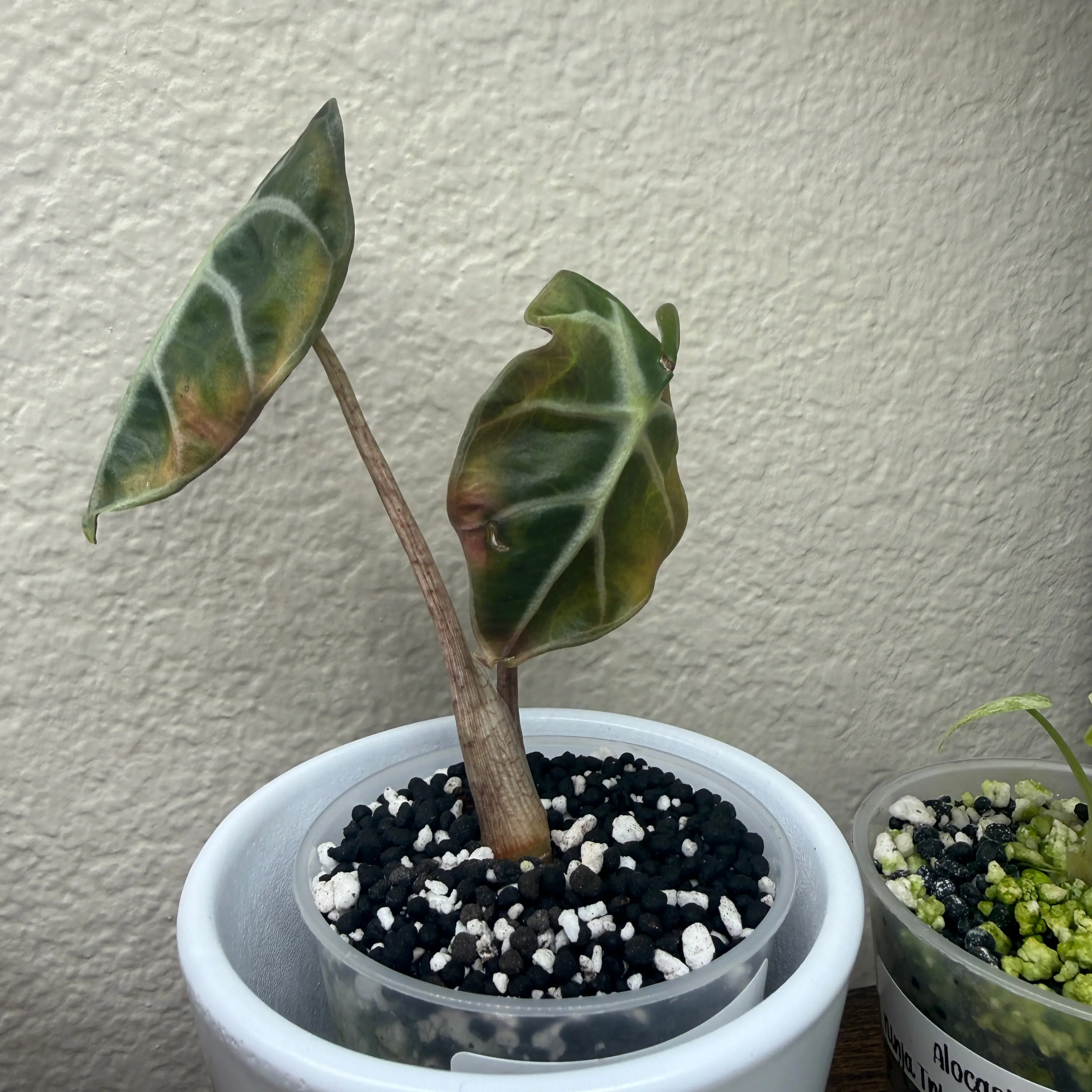 Photo of the plant species Alocasia 'Balloon Heart Pink' by @Plant_Mami named Mahalia on Greg, the plant care app