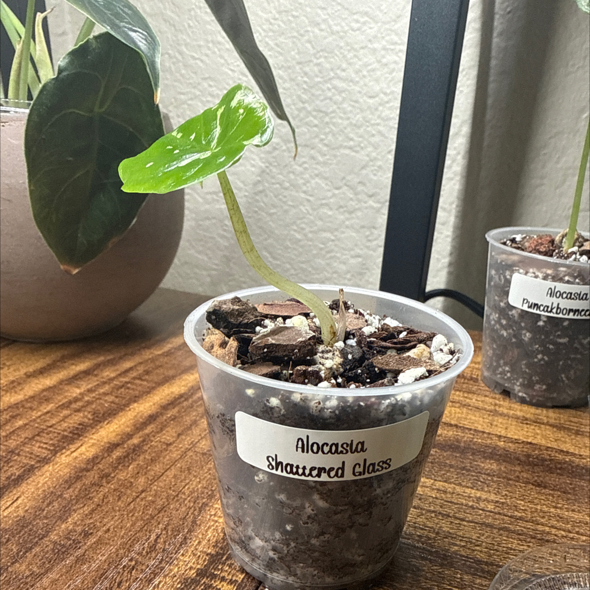 Photo of the plant species Alocasia Shattered Glass by @Plant_Mami named Demi on Greg, the plant care app