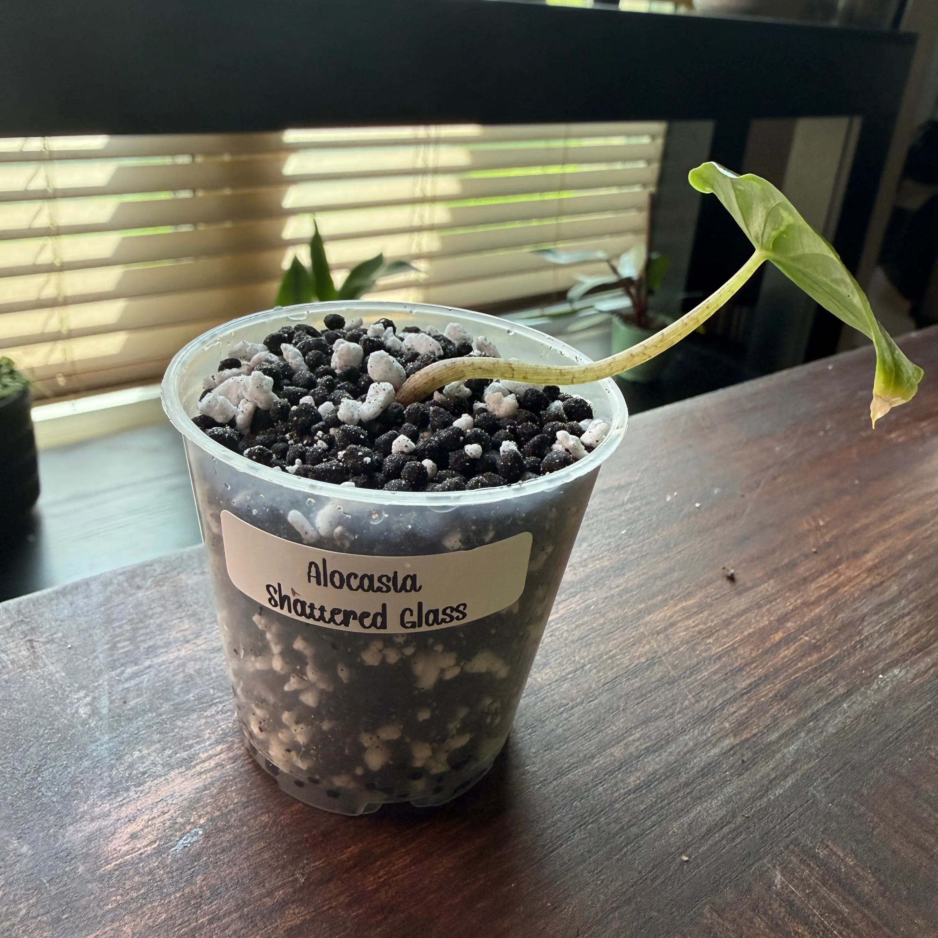 Photo of the plant species Alocasia Shattered Glass by @Plant_Mami named Demi on Greg, the plant care app