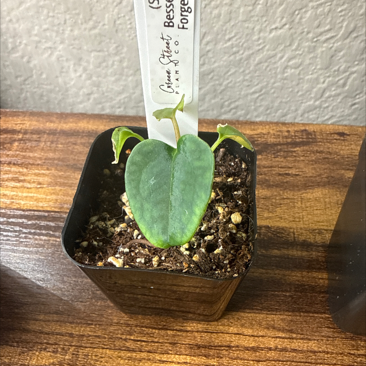 Photo of the plant species Anthurium besseae aff x forgetii by @Plant_Mami named Nathan on Greg, the plant care app