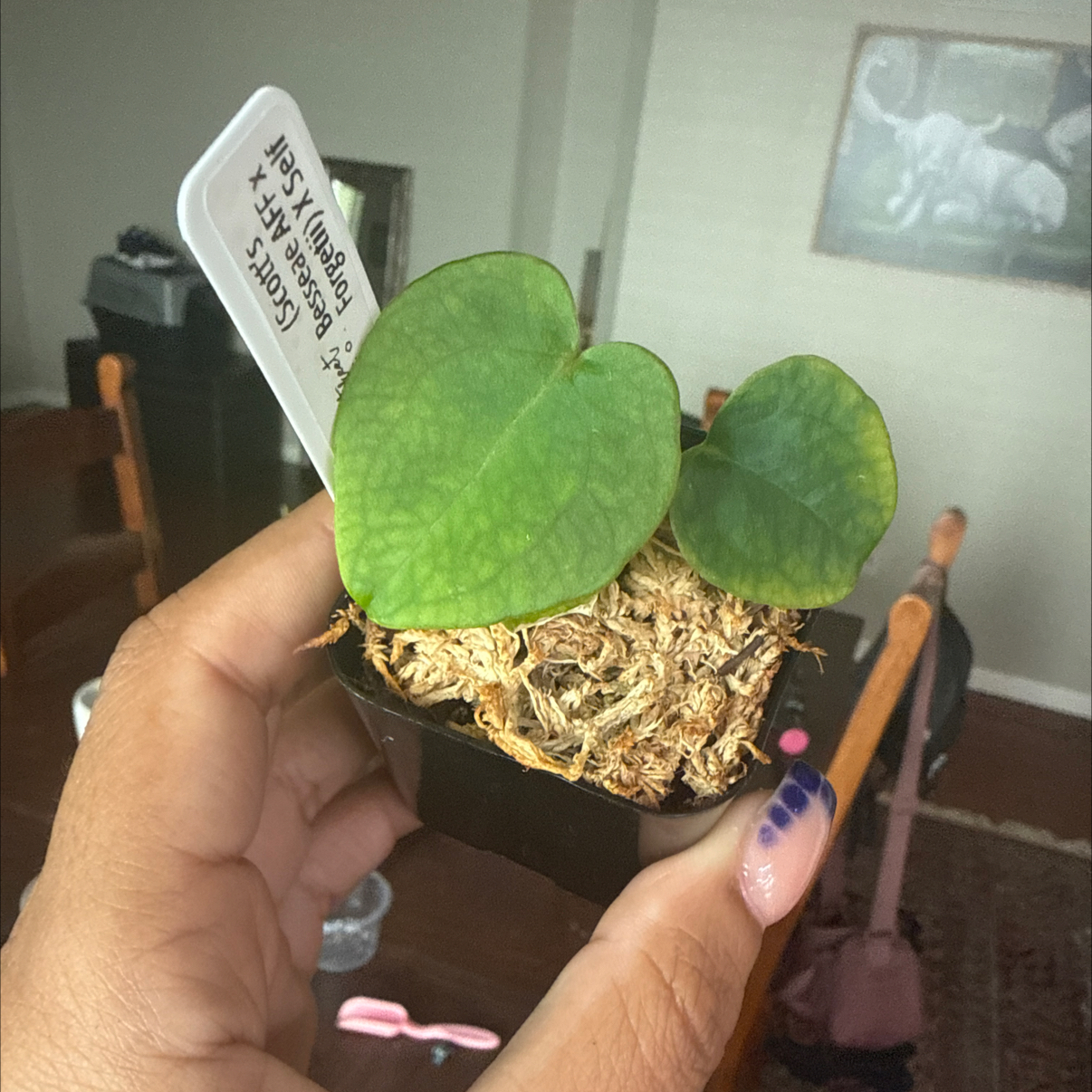 Photo of the plant species Anthurium besseae aff x forgetii by @Plant_Mami named Nathan on Greg, the plant care app