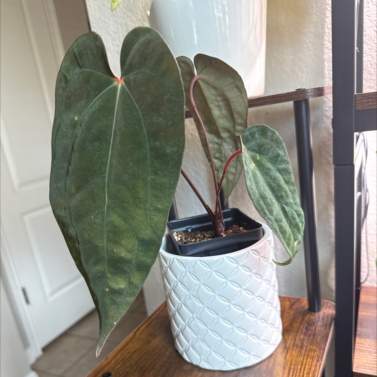 Photo of the plant species Anthurium 'Chocolate' by @Plant_Mami named Charlie on Greg, the plant care app