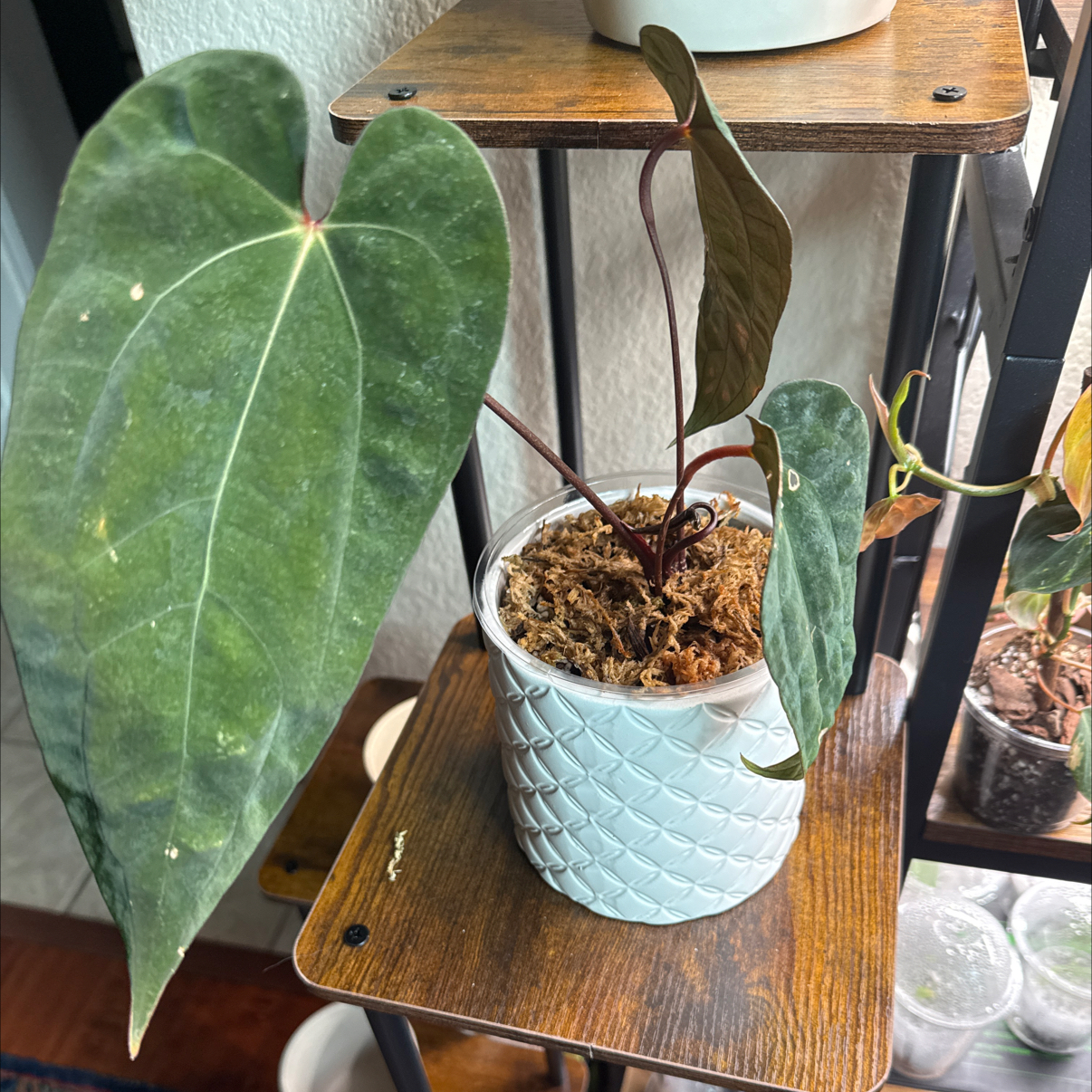 Photo of the plant species Anthurium 'Chocolate' by @Plant_Mami named Charlie on Greg, the plant care app